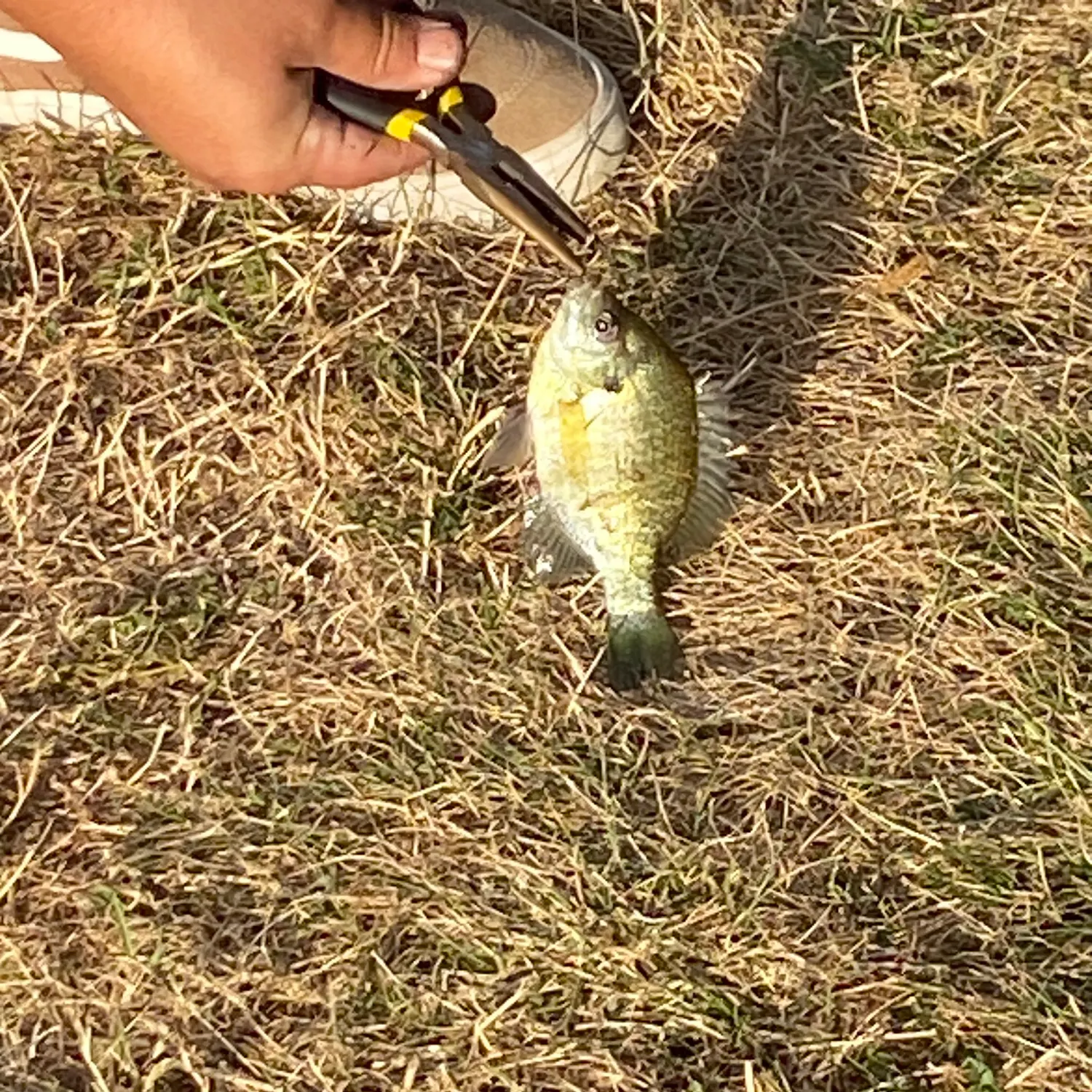 The most recent Pumpkinseed x green sunfish catches on Fishbrain