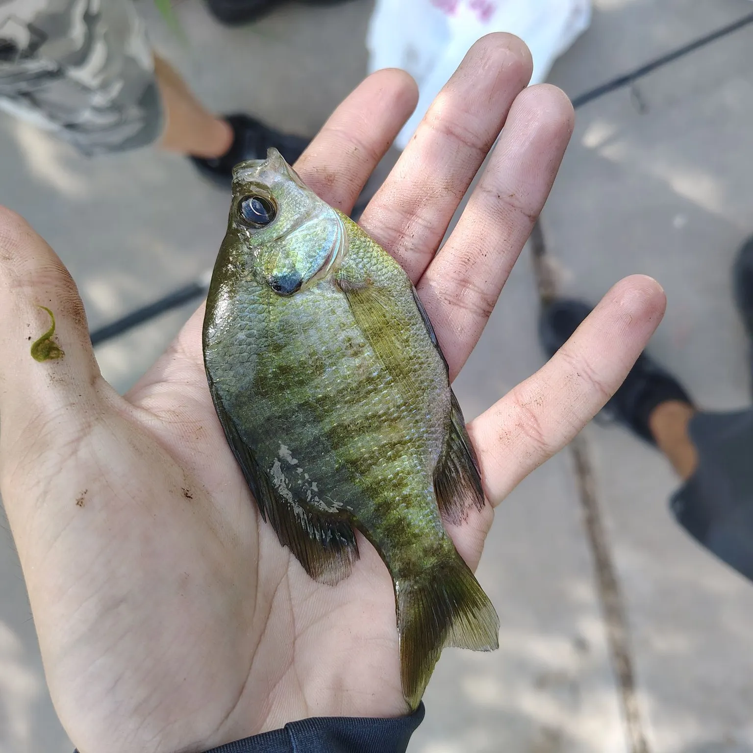 Bluegill caught on Fishbrain