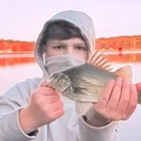 White perch caught on Fishbrain