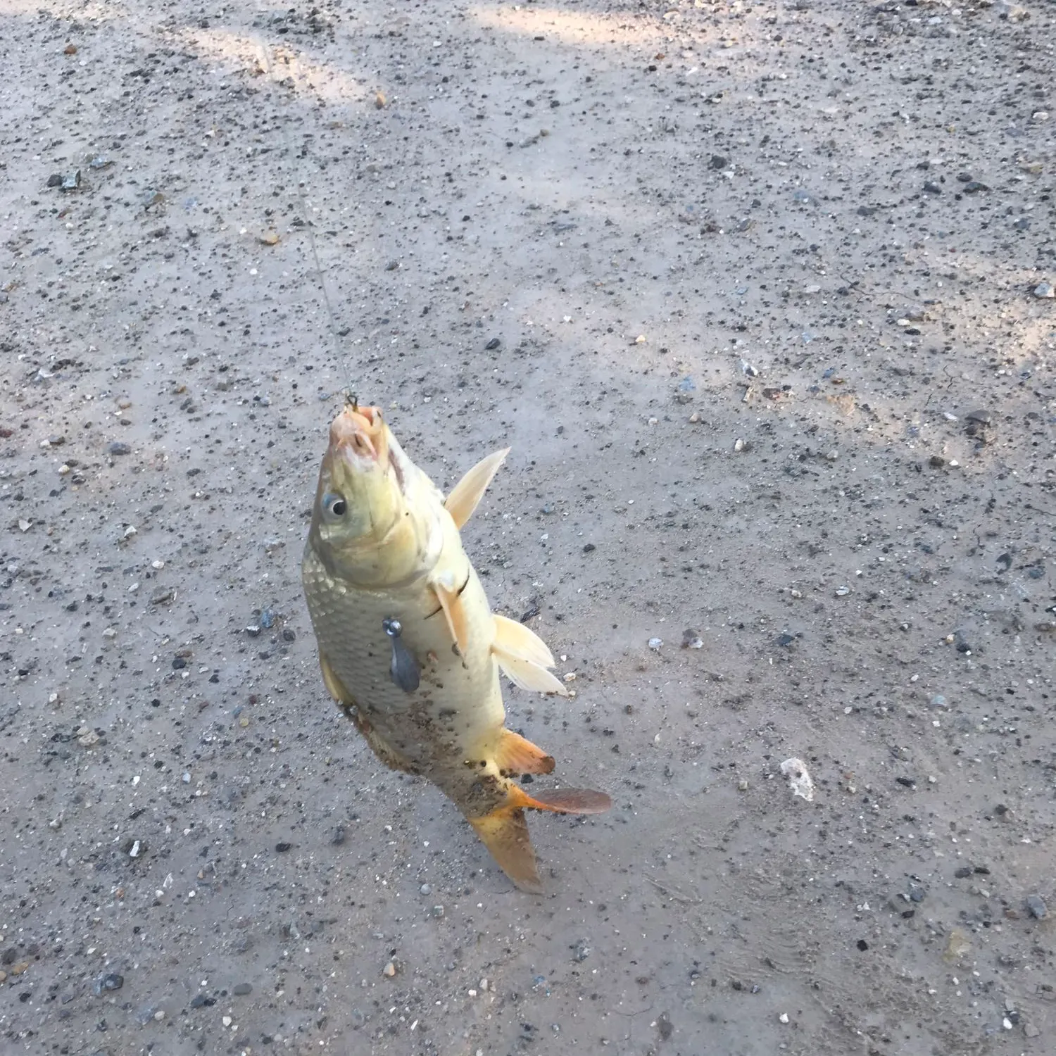 Fish caught on Fishbrain