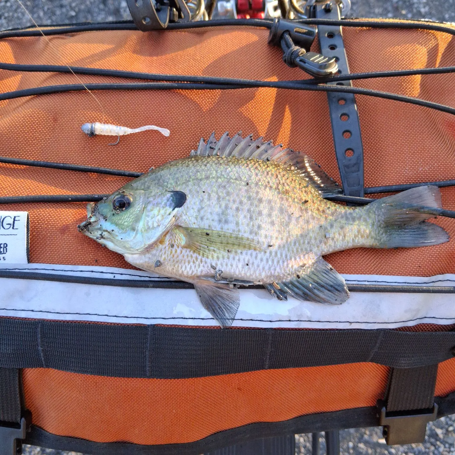 Bluegill caught on Fishbrain