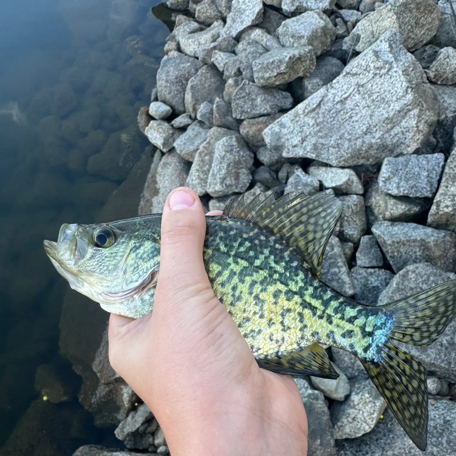 Black crappie caught on Fishbrain