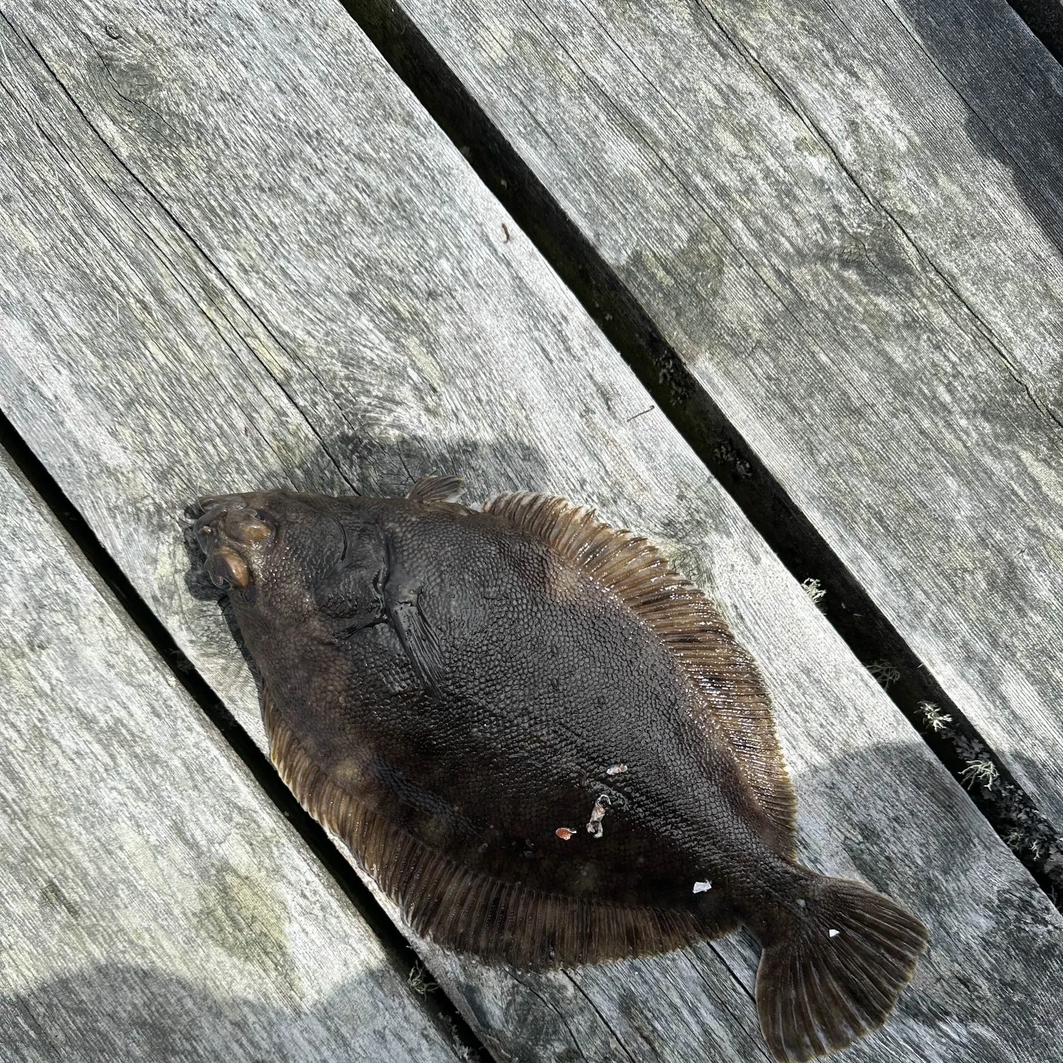 The most recent Rock sole catches on Fishbrain