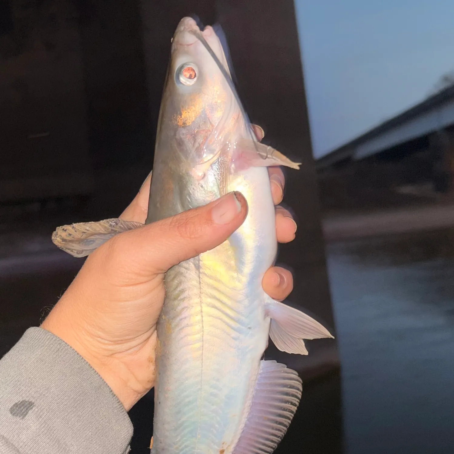 The most recent Channel catfish catches on Fishbrain