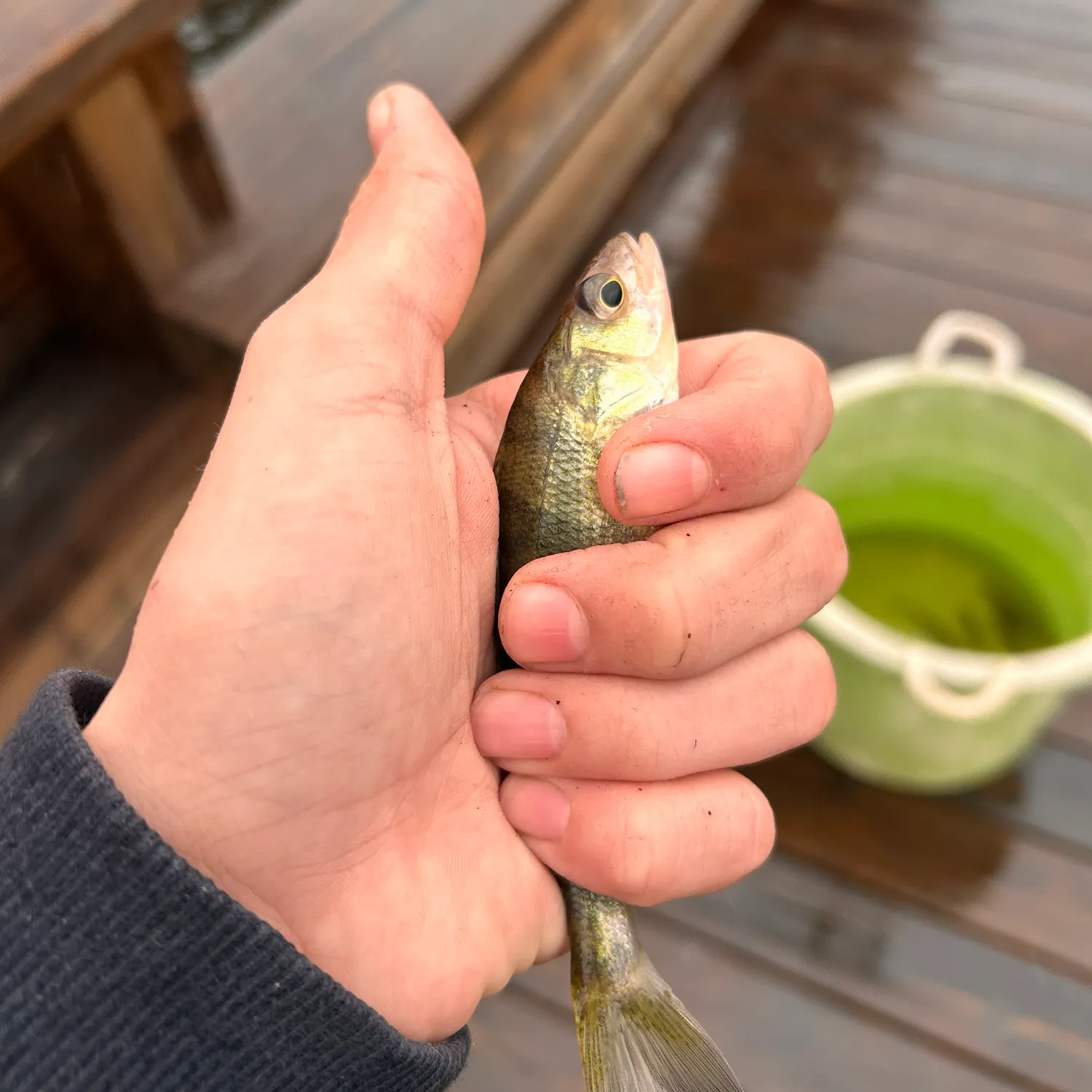 Yellow perch caught on Fishbrain