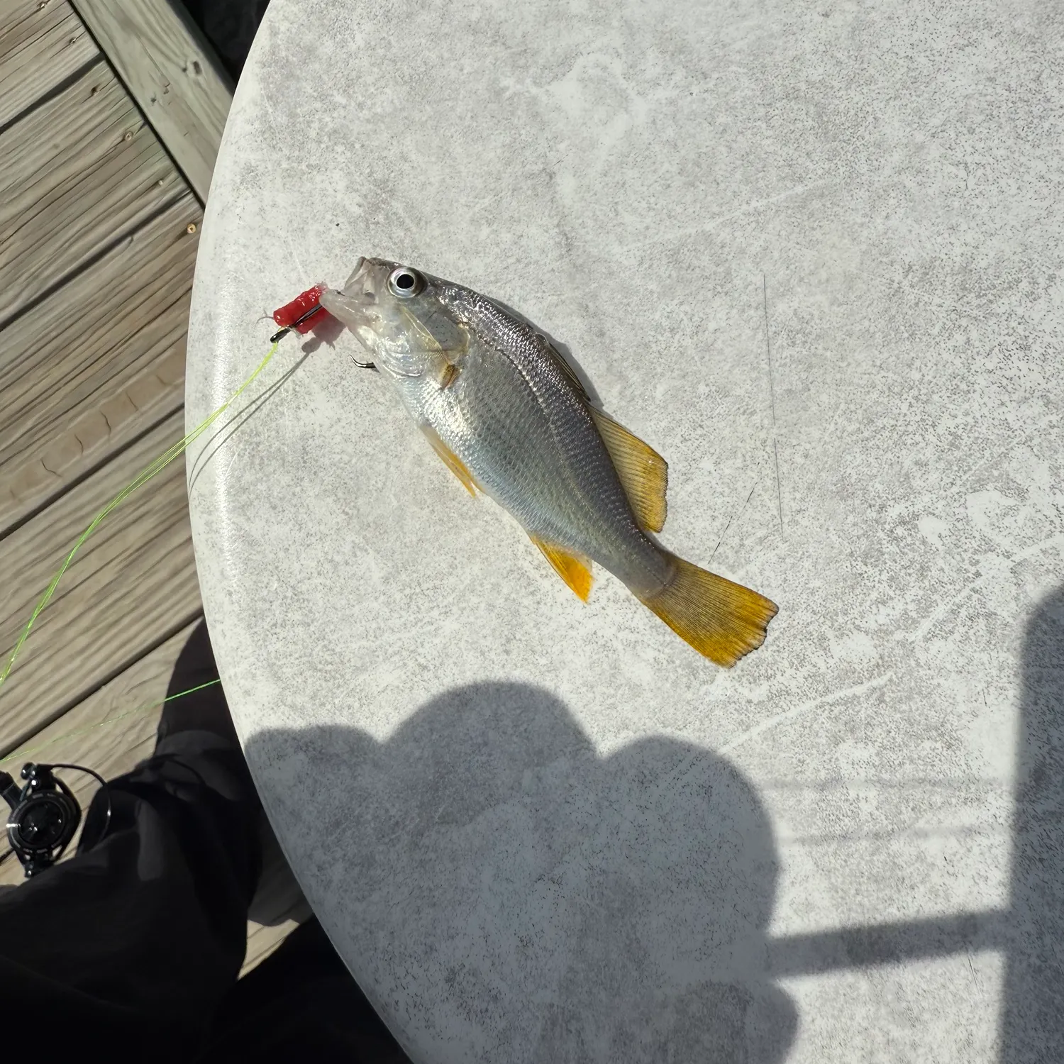 Silver perch caught on Fishbrain
