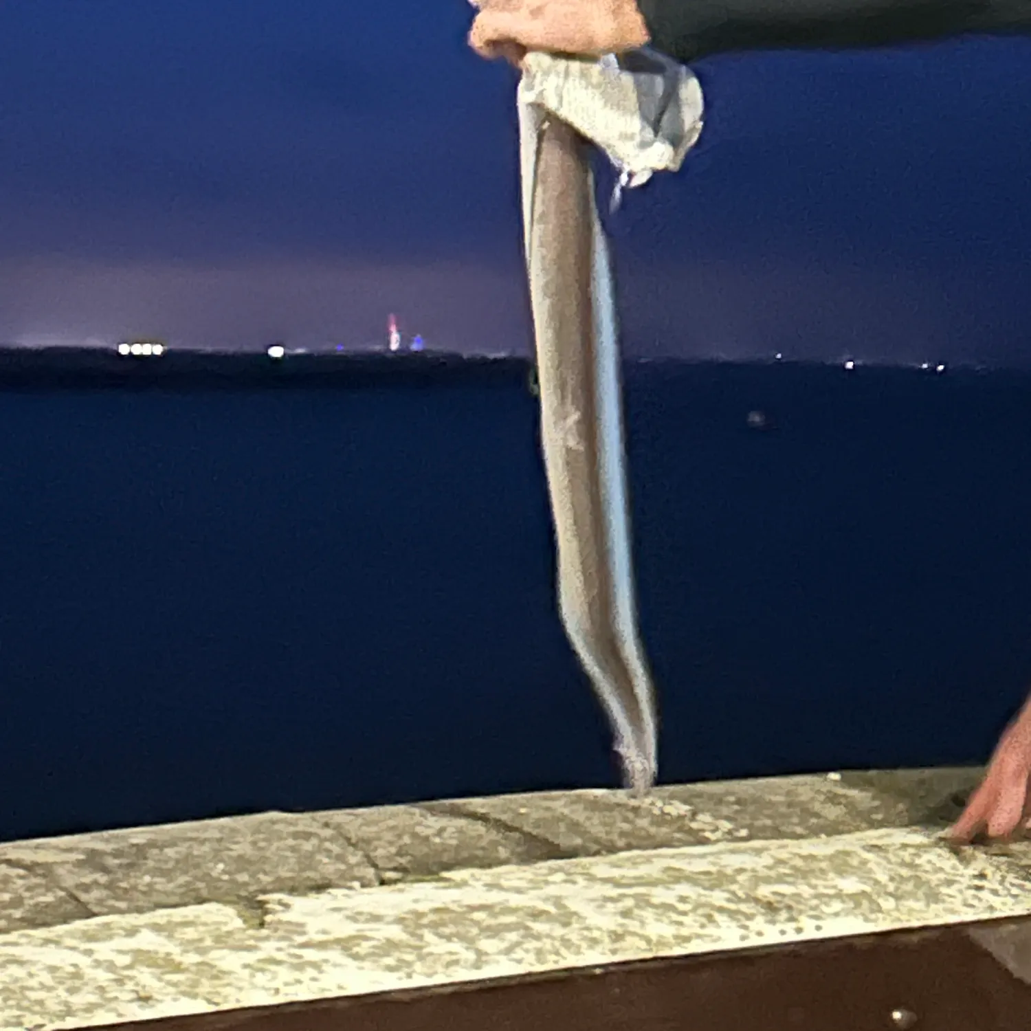 The most recent European eel catches on Fishbrain