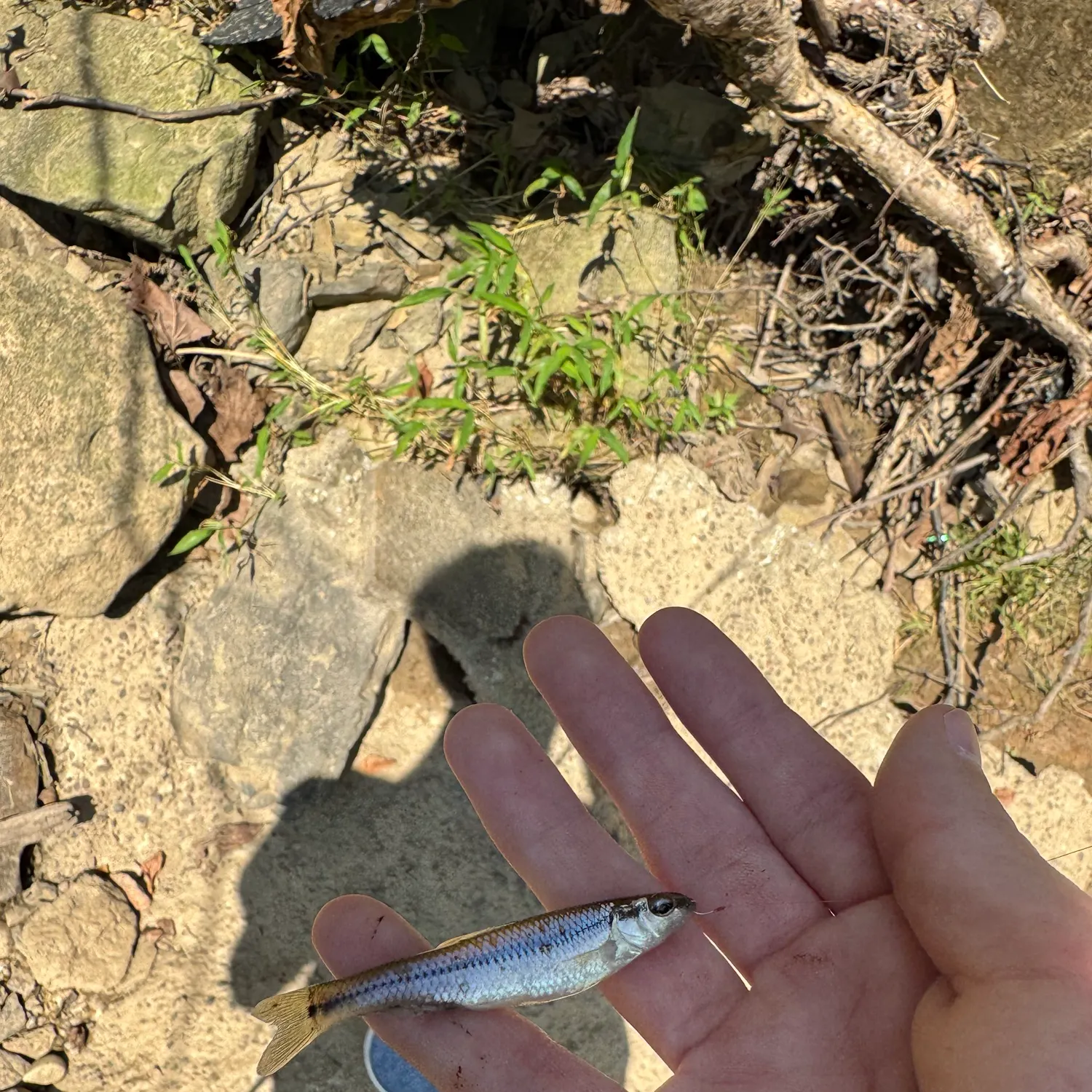 The most recent Bluntnose minnow catches on Fishbrain