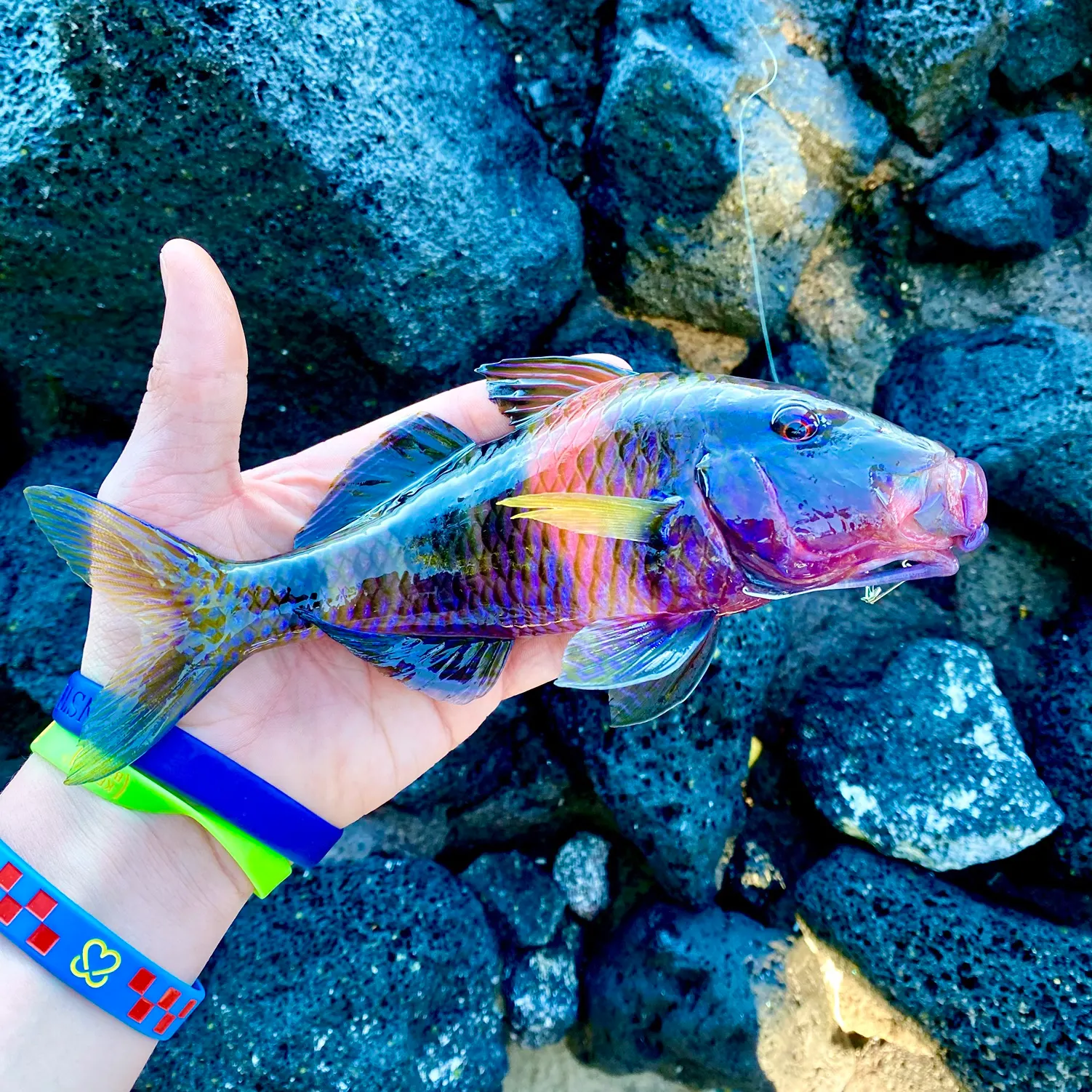 The most recent Manybar goatfish catches on Fishbrain