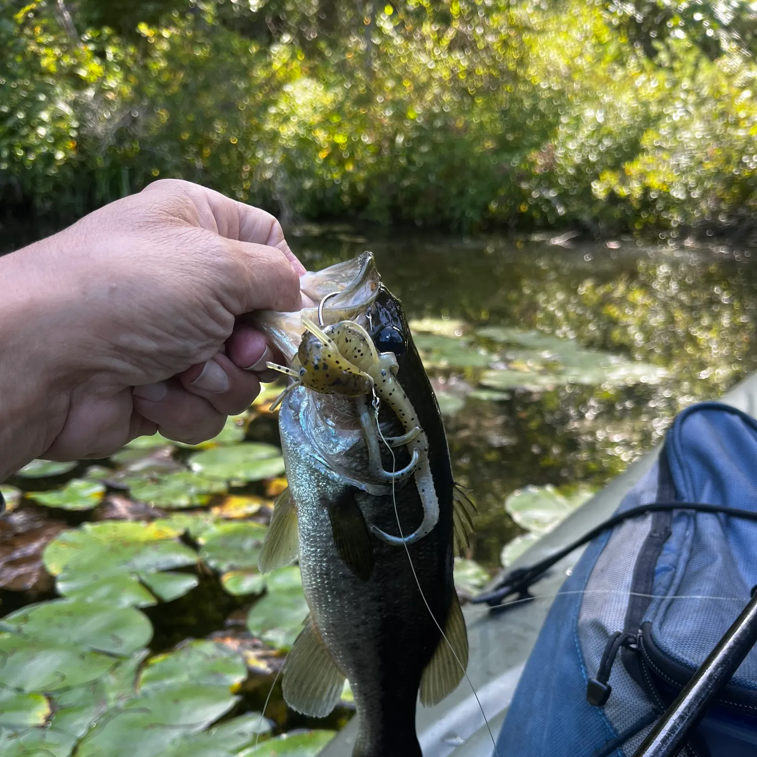 Largemouth bass caught on Fishbrain