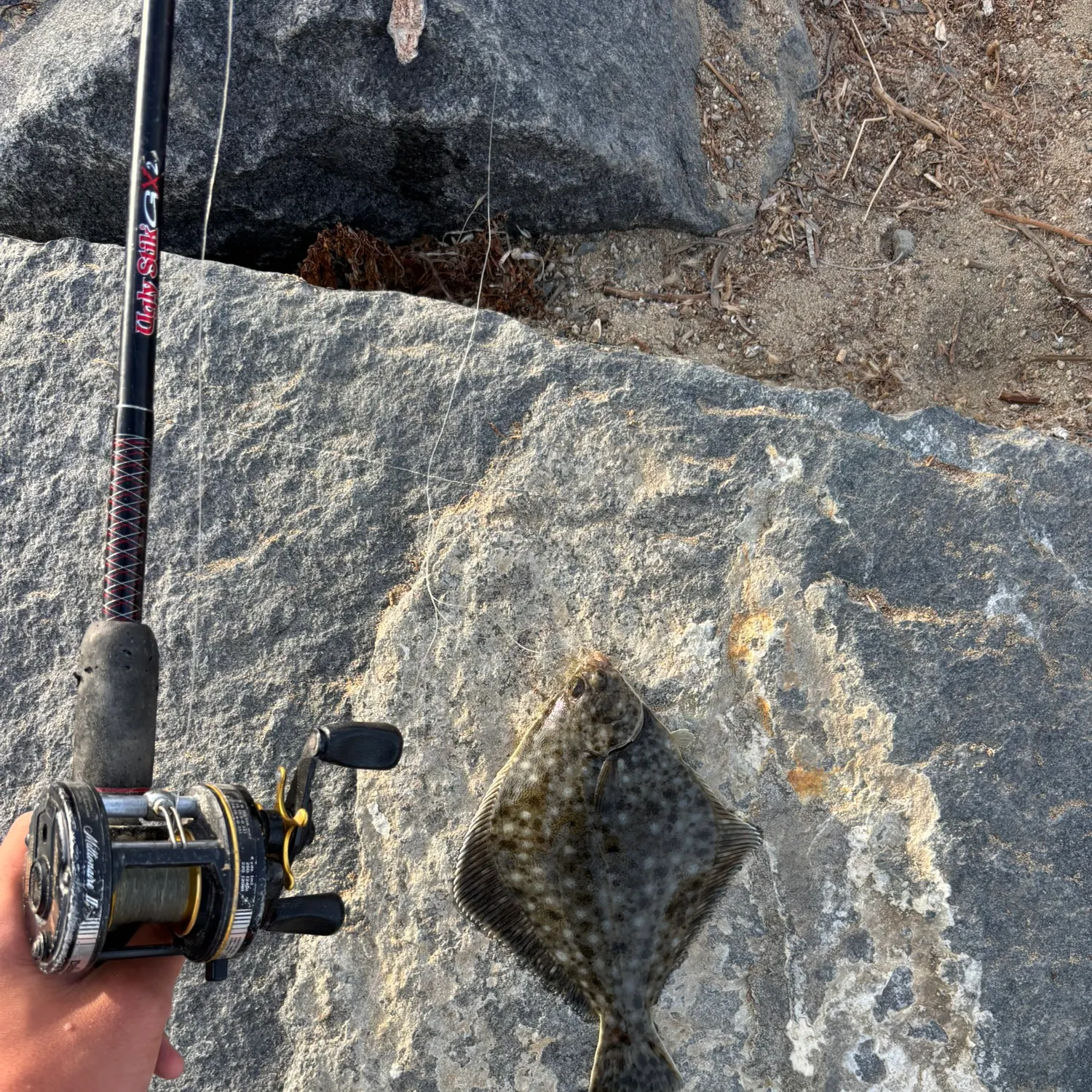 The most recent Diamond turbot catches on Fishbrain