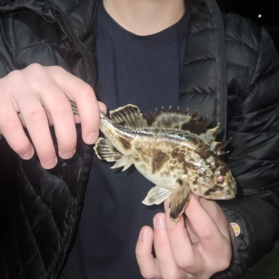 The most recent South Australian cobbler catches on Fishbrain