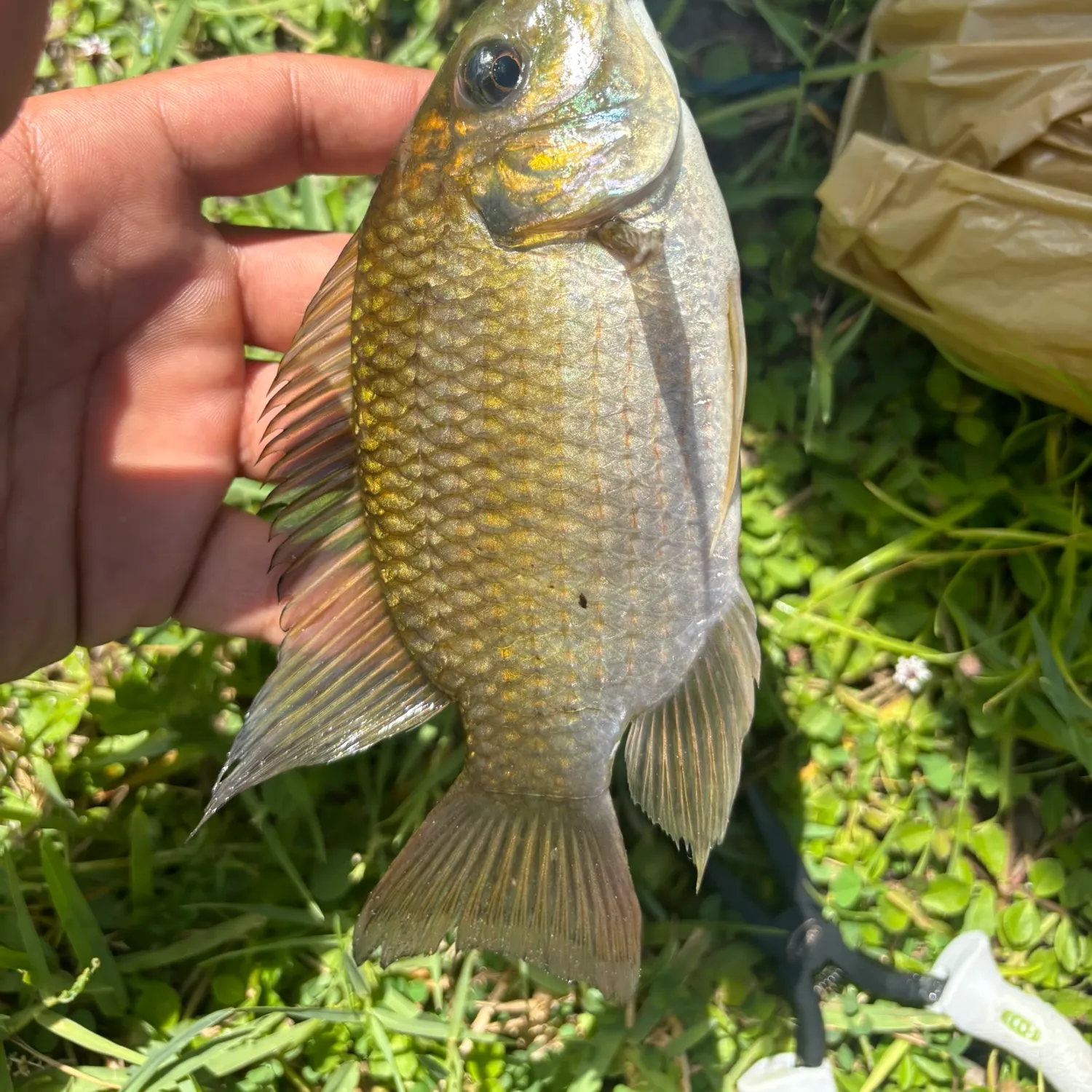 The most recent Blackchin tilapia catches on Fishbrain