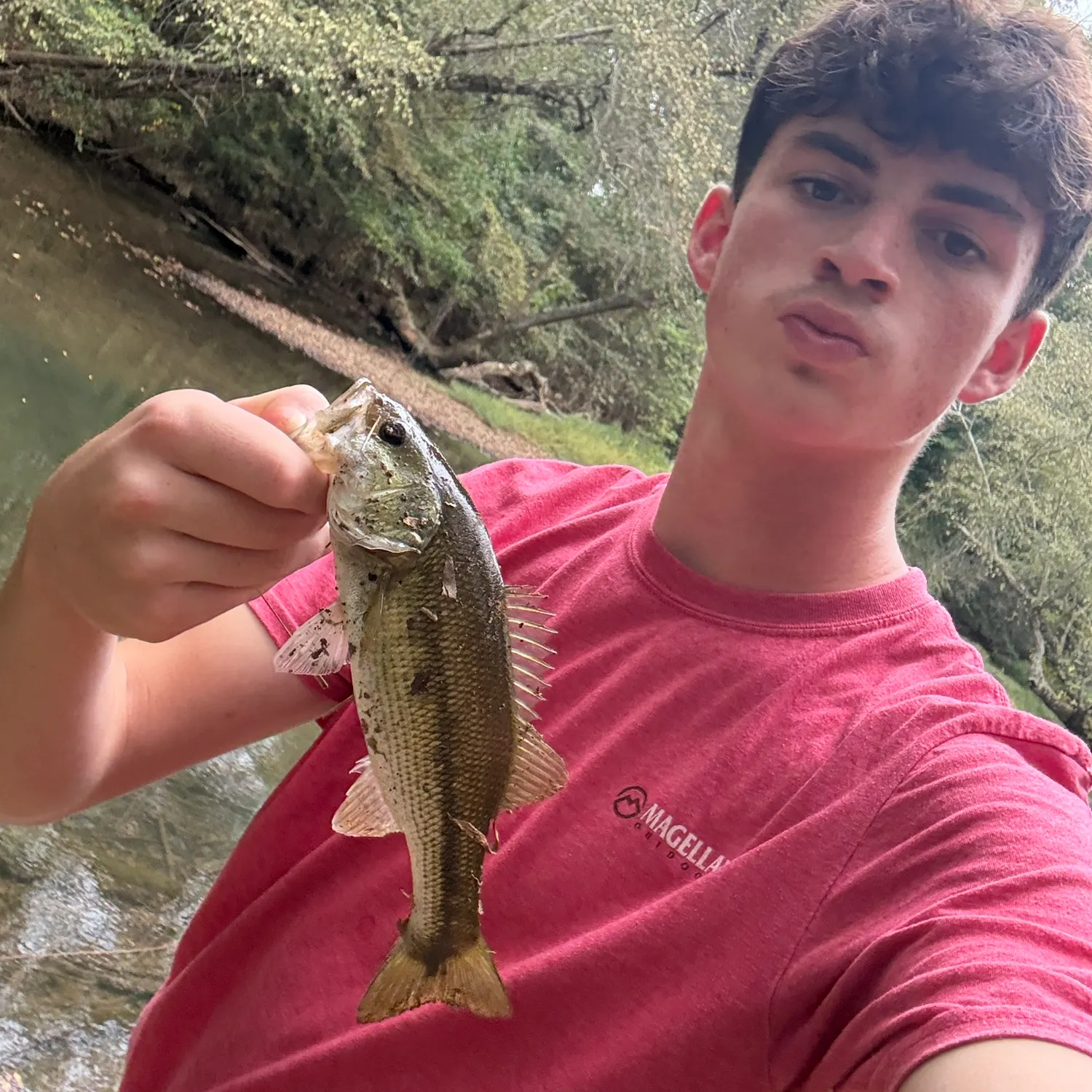Spotted bass caught on Fishbrain