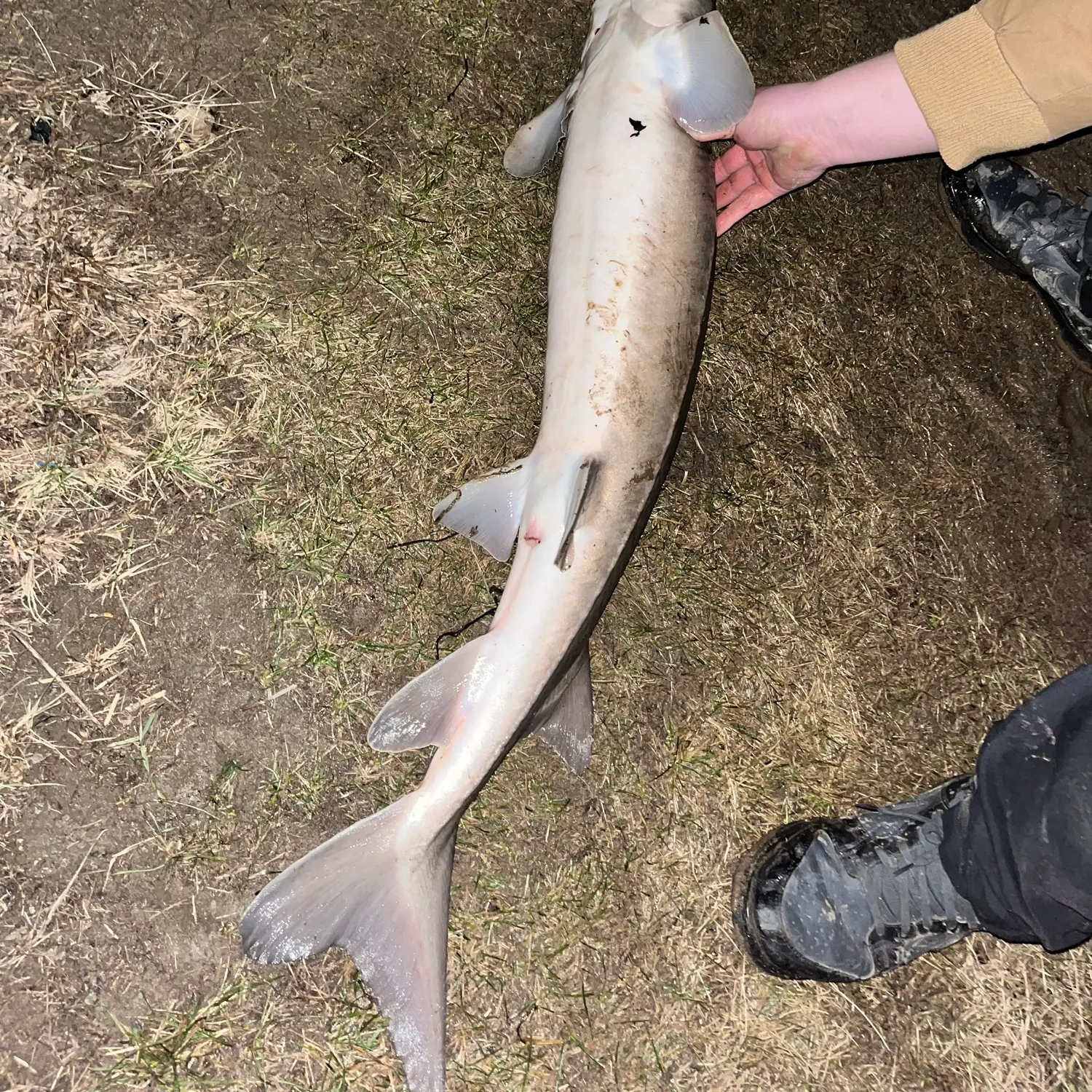 The most recent Lake sturgeon catches on Fishbrain