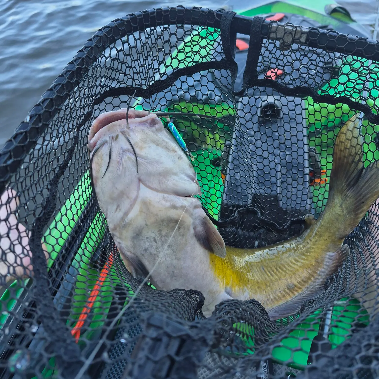 Channel catfish caught on Fishbrain