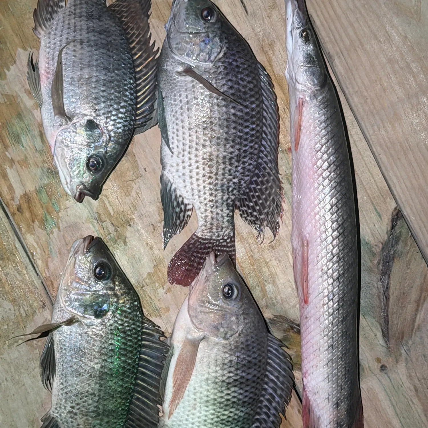 recently logged catches