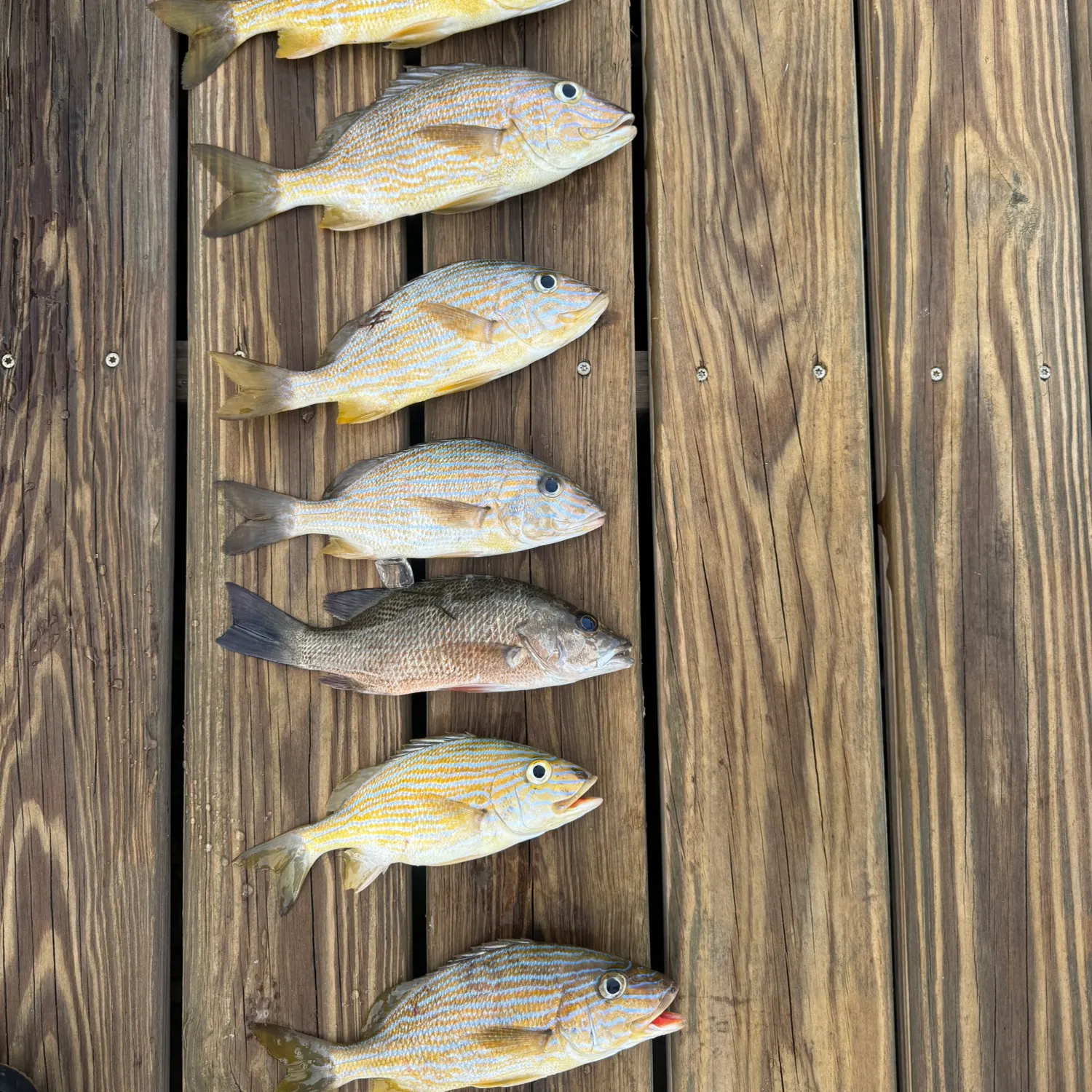 recently logged catches