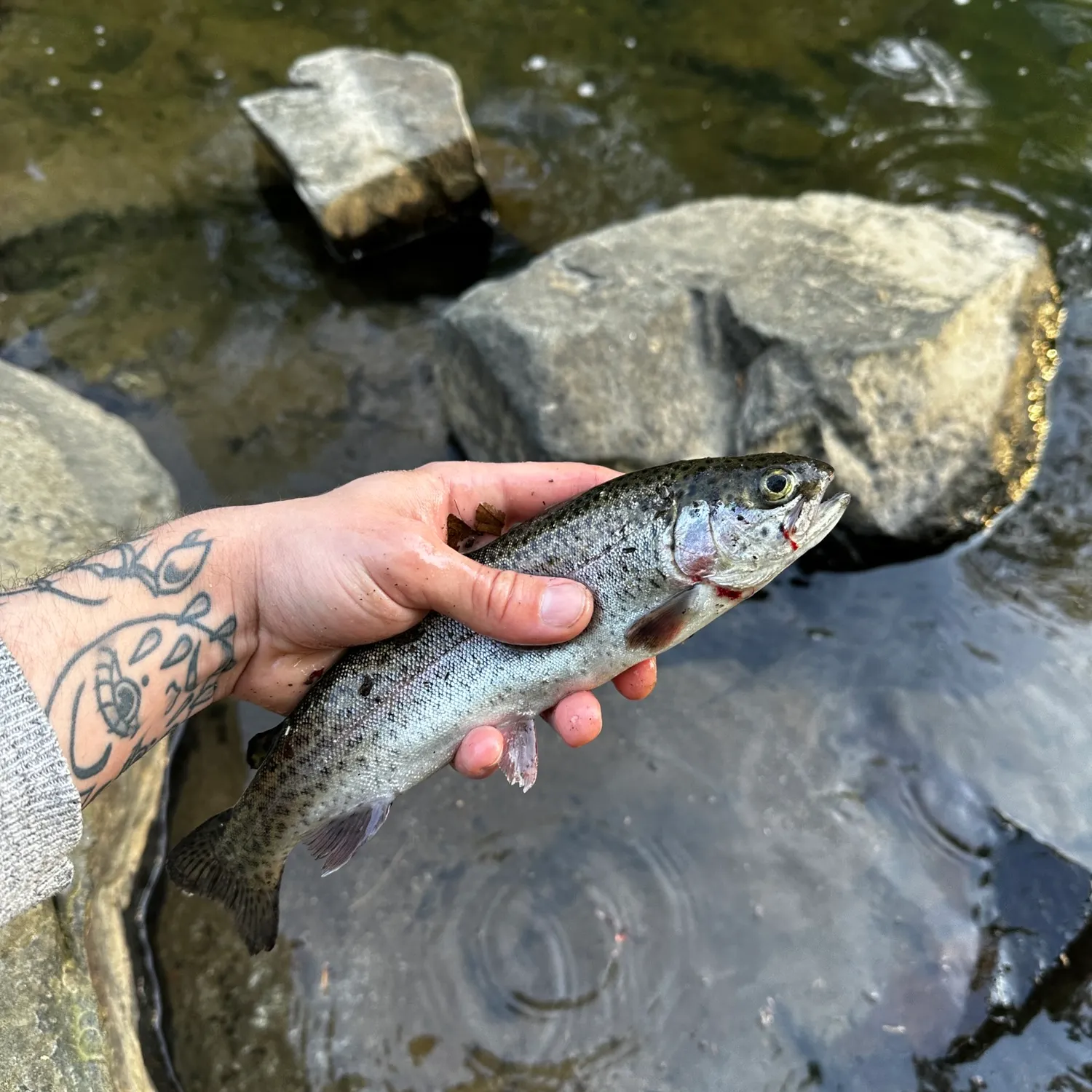 recently logged catches