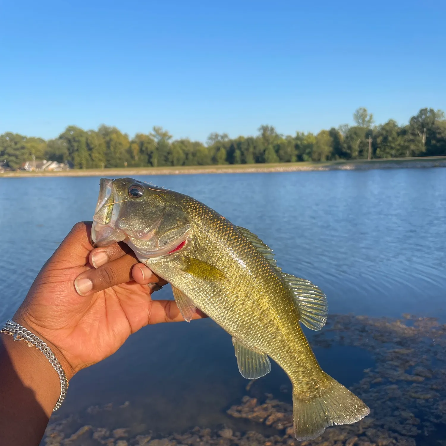 Largemouth bass caught on Fishbrain