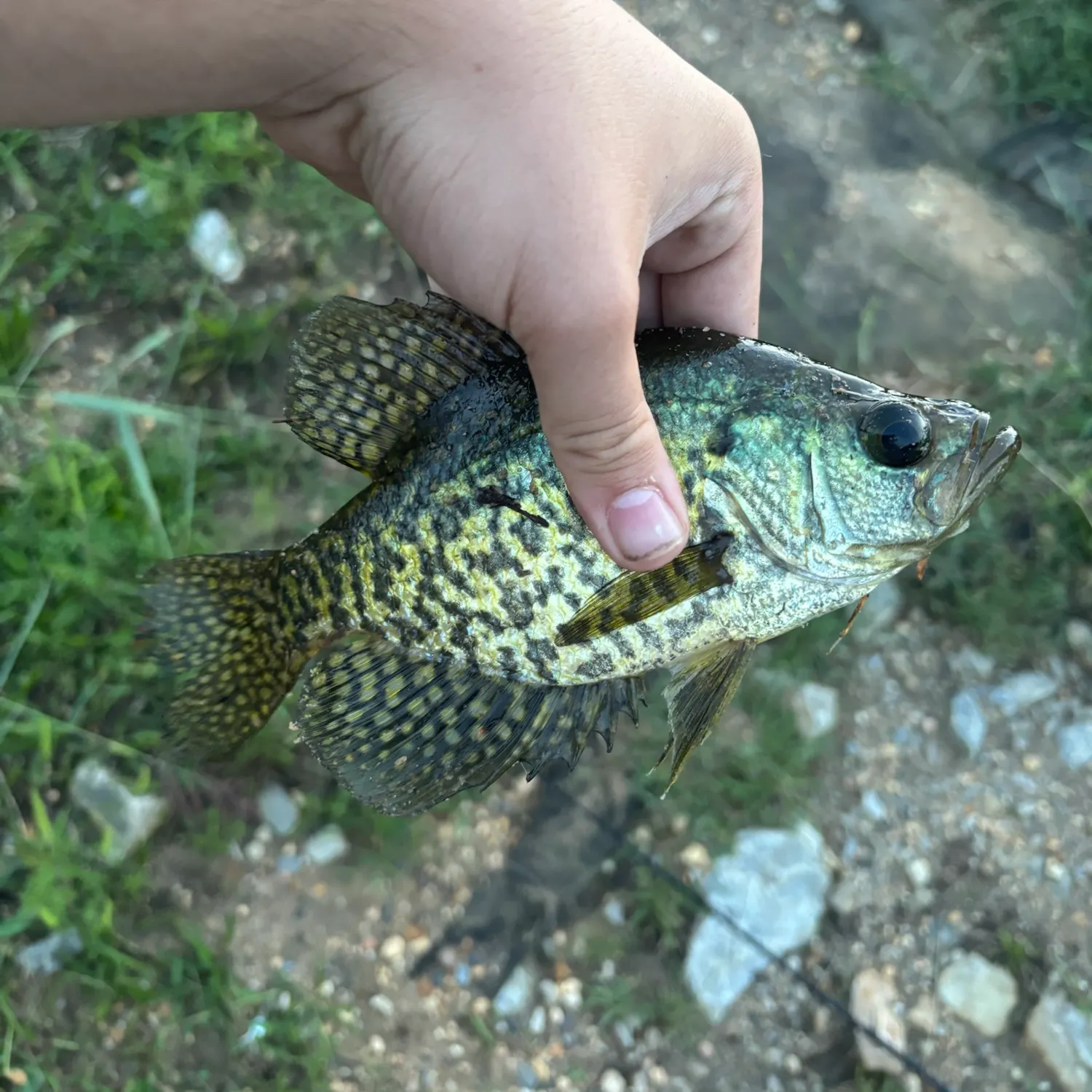 Black crappie caught on Fishbrain