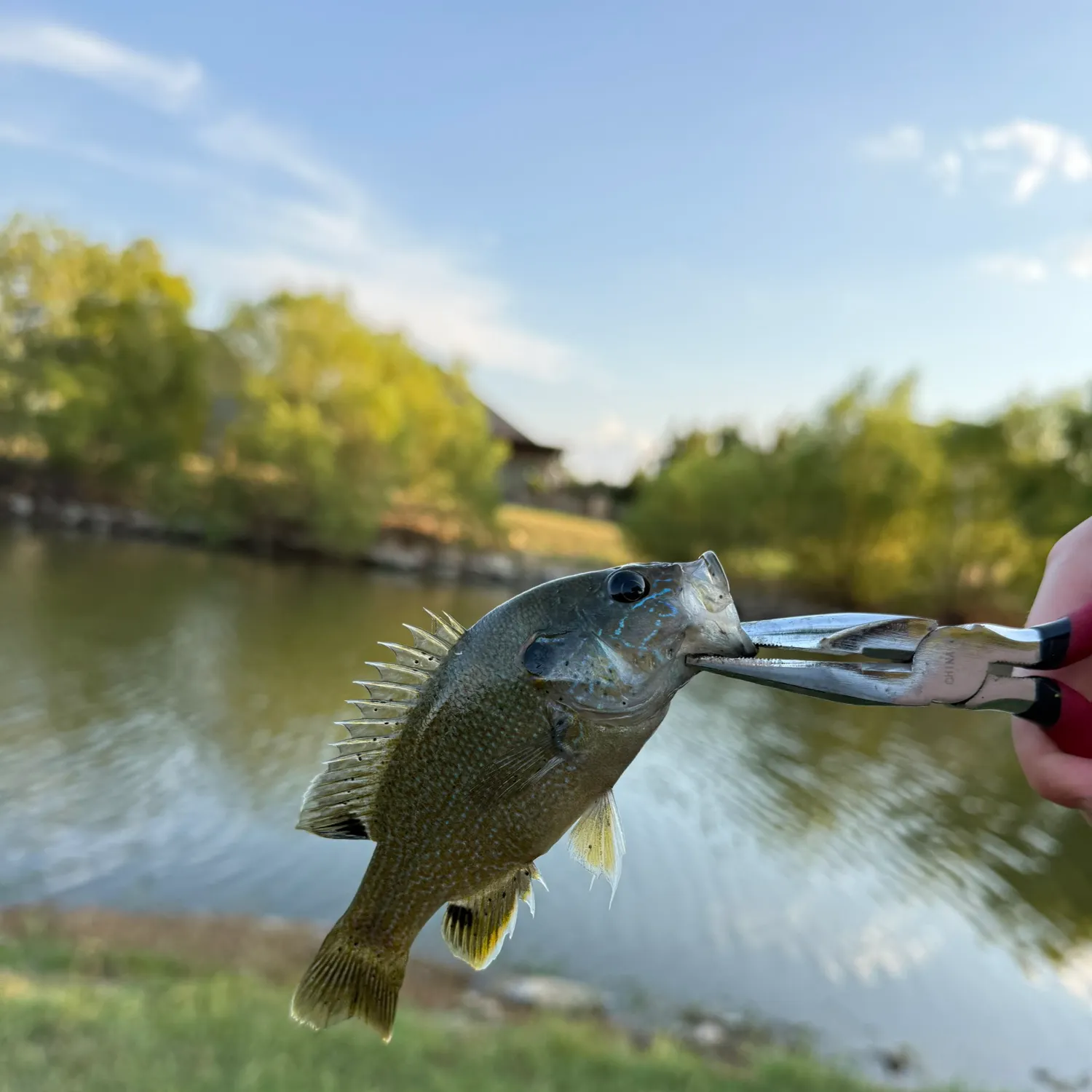 Green sunfish caught on Fishbrain