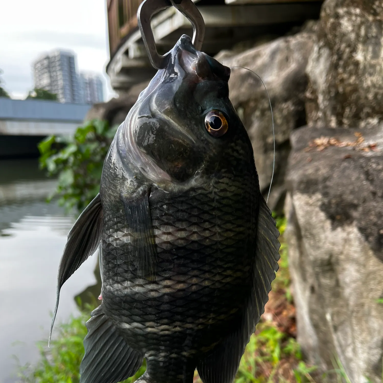 The most recent Zebra tilapia catches on Fishbrain