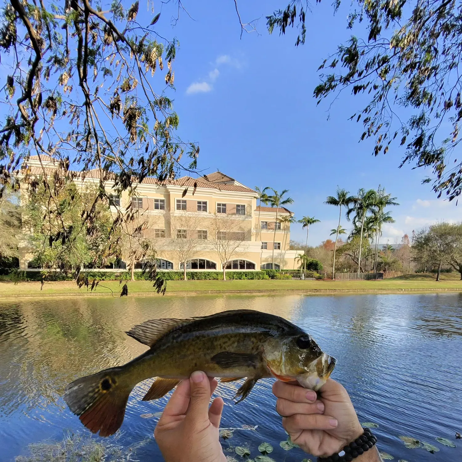 The most recent Butterfly peacock bass catches on Fishbrain