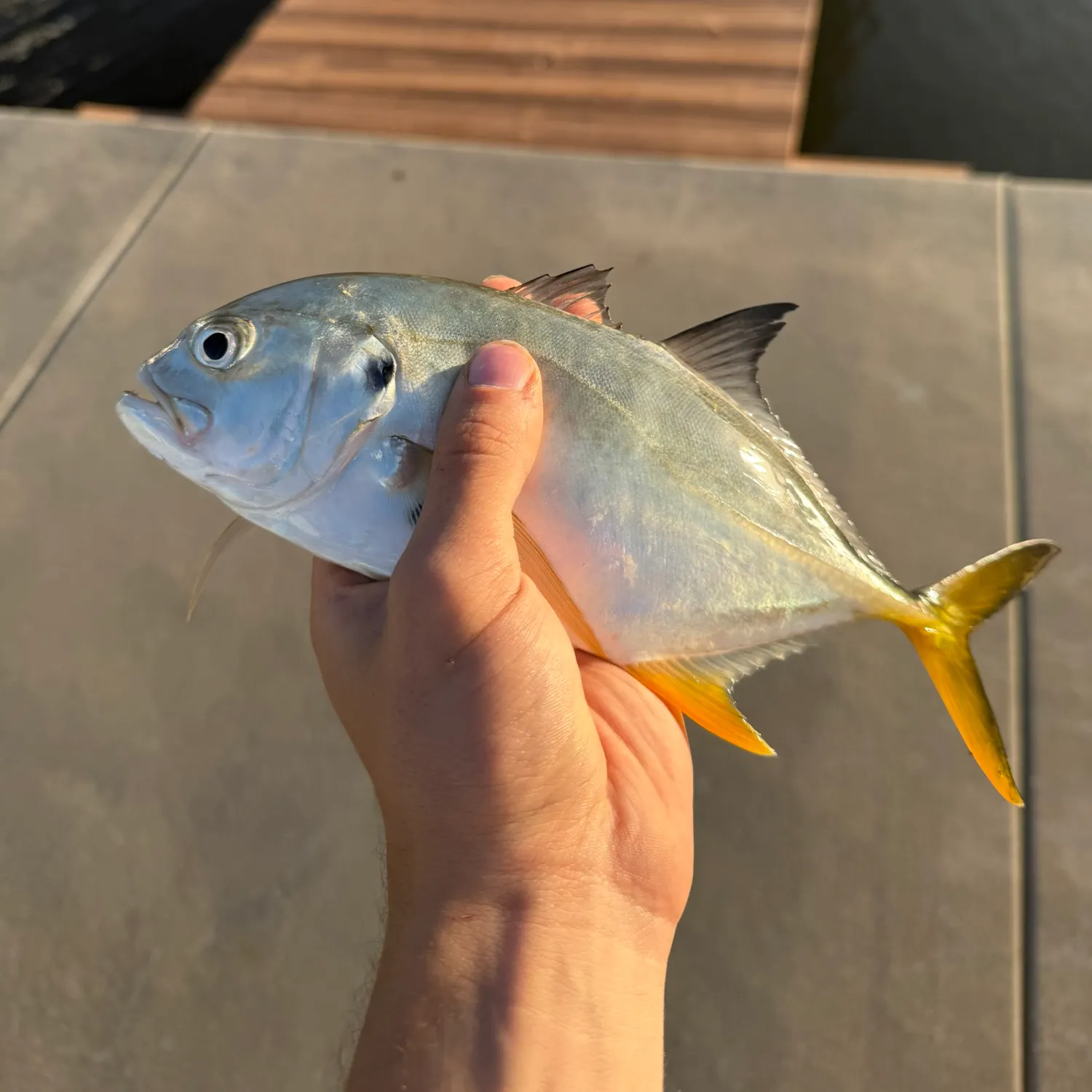 Crevalle jack caught on Fishbrain