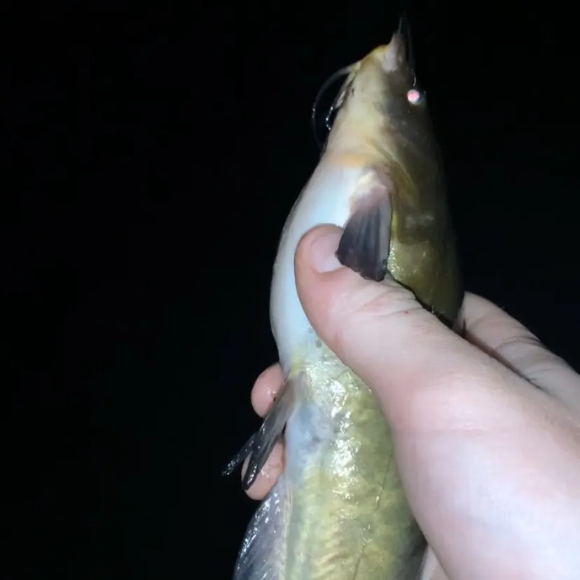 Channel catfish caught on Fishbrain