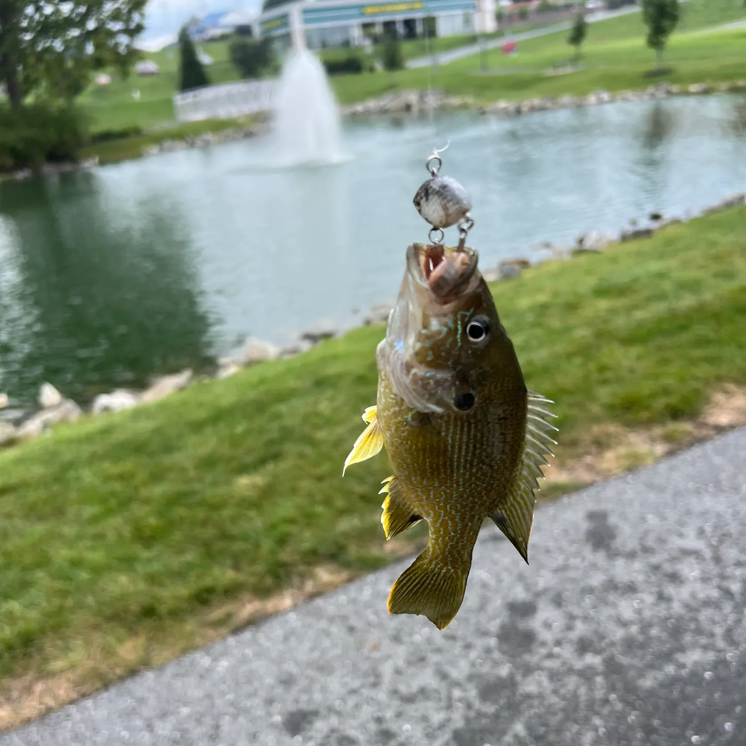 The most recent Green sunfish catches on Fishbrain