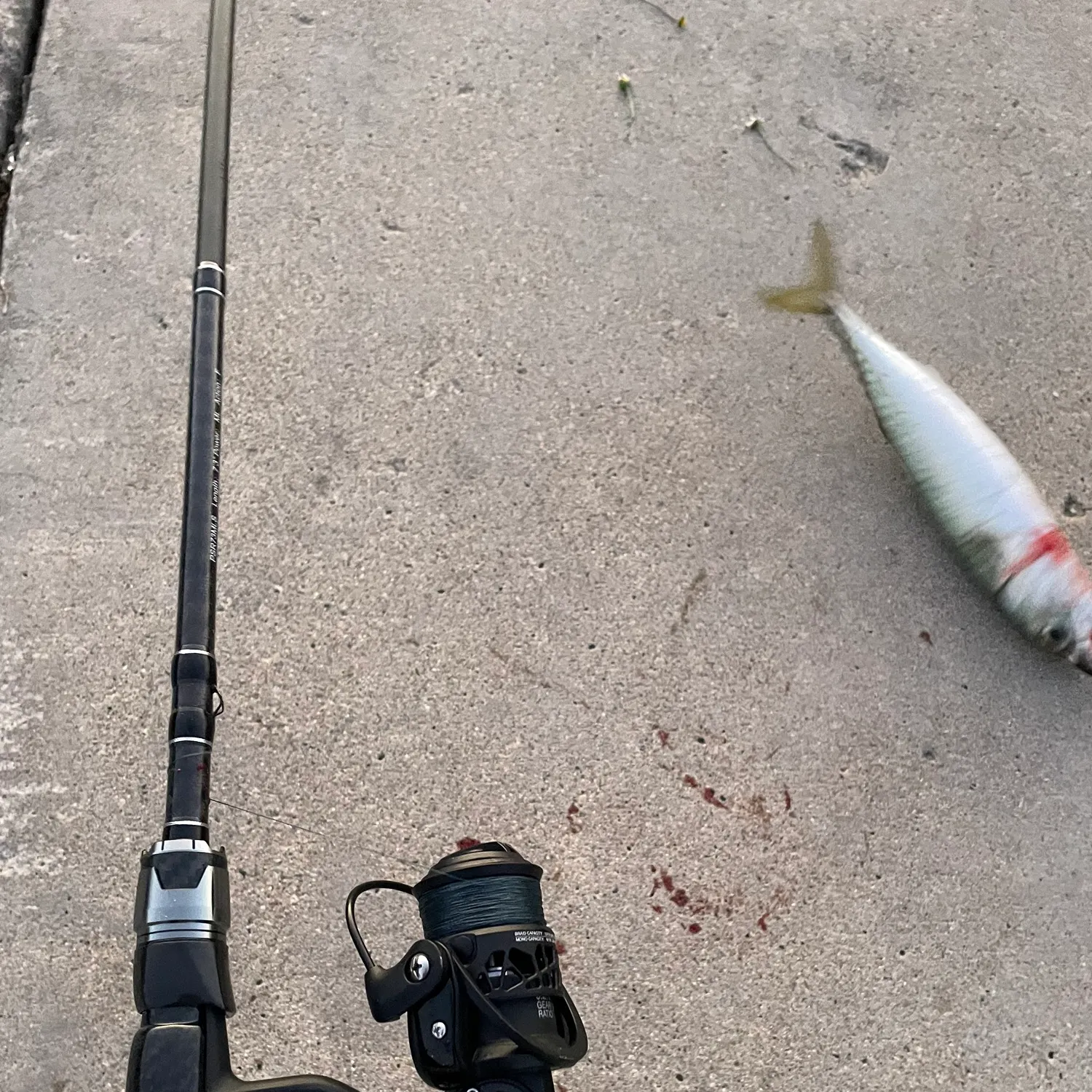 The most recent Pacific chub mackerel catches on Fishbrain