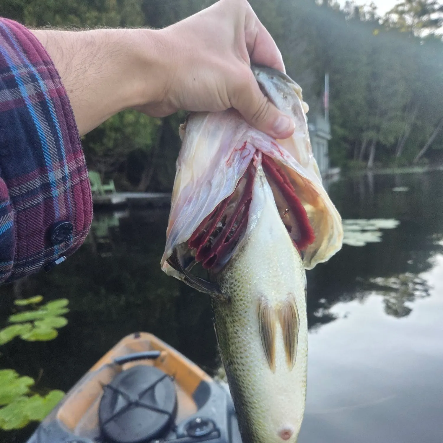 Largemouth bass caught on Fishbrain