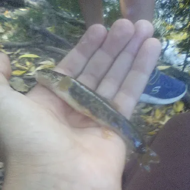 The most recent Longnose dace catches on Fishbrain