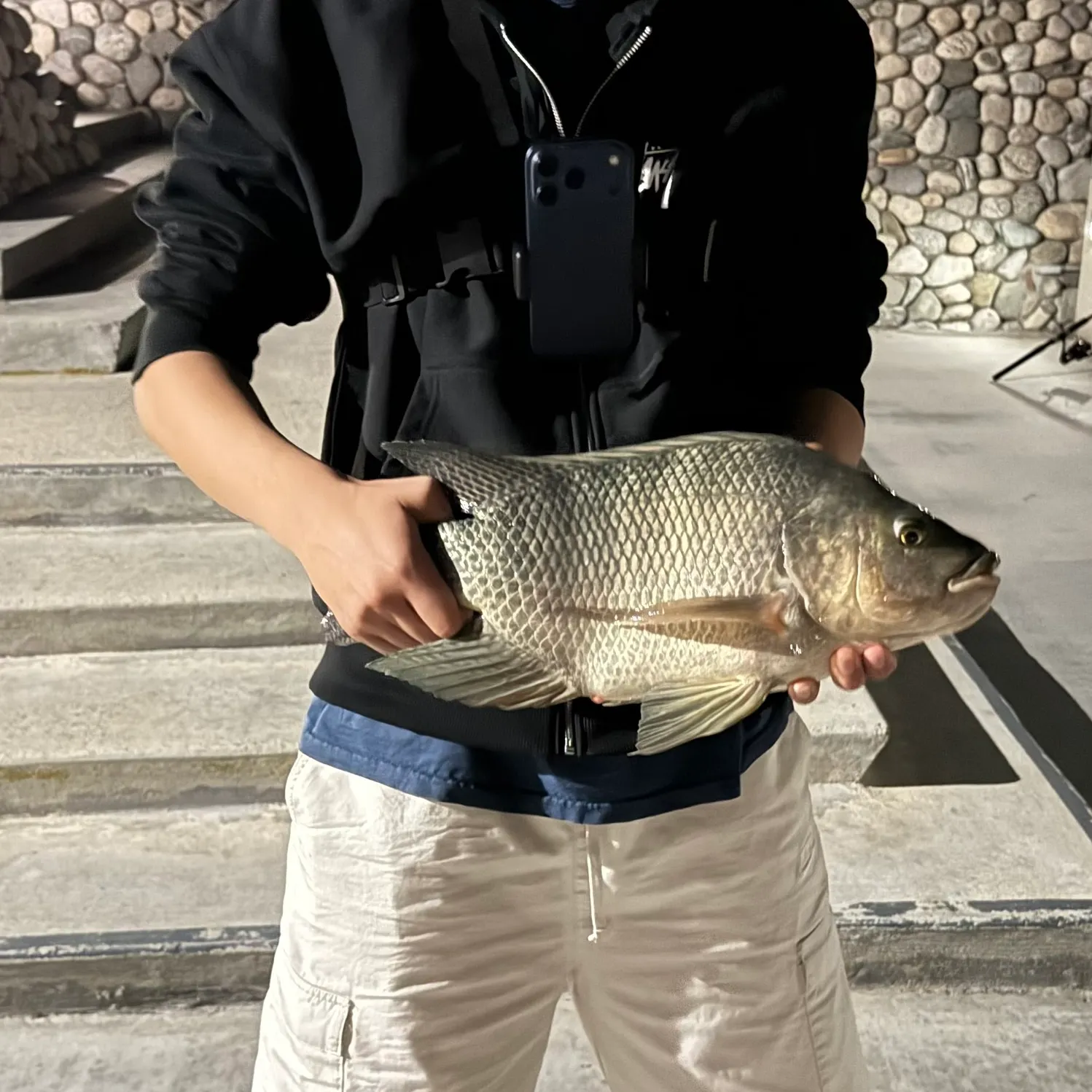 The most recent Mozambique tilapia catches on Fishbrain