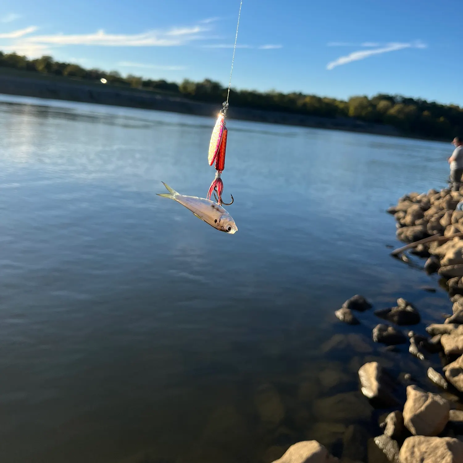Silverjaw minnow caught on Fishbrain