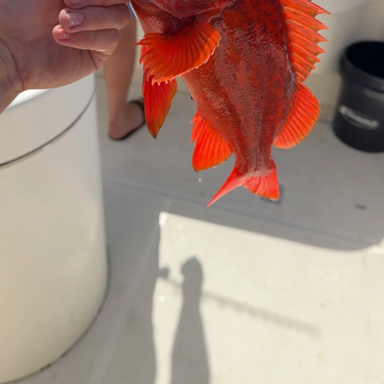 The most recent Vermilion rockfish catches on Fishbrain