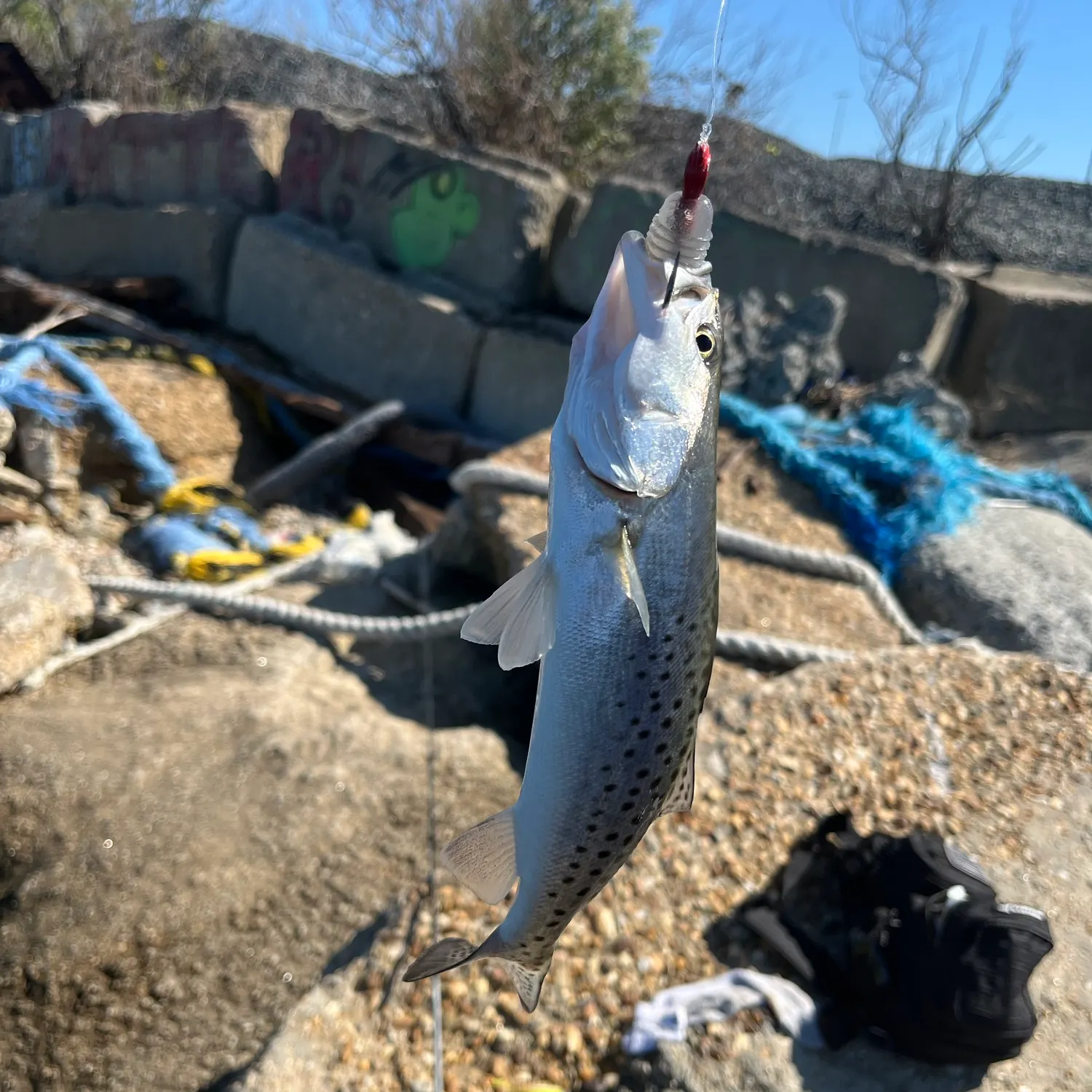 Spotted seatrout caught on Fishbrain