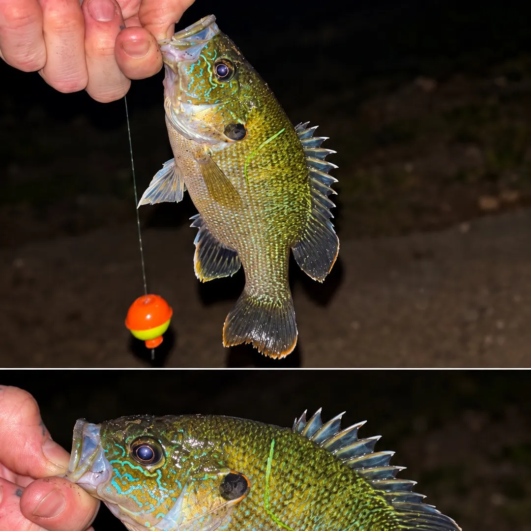 Green sunfish caught on Fishbrain