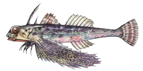 Oriental flying gurnard