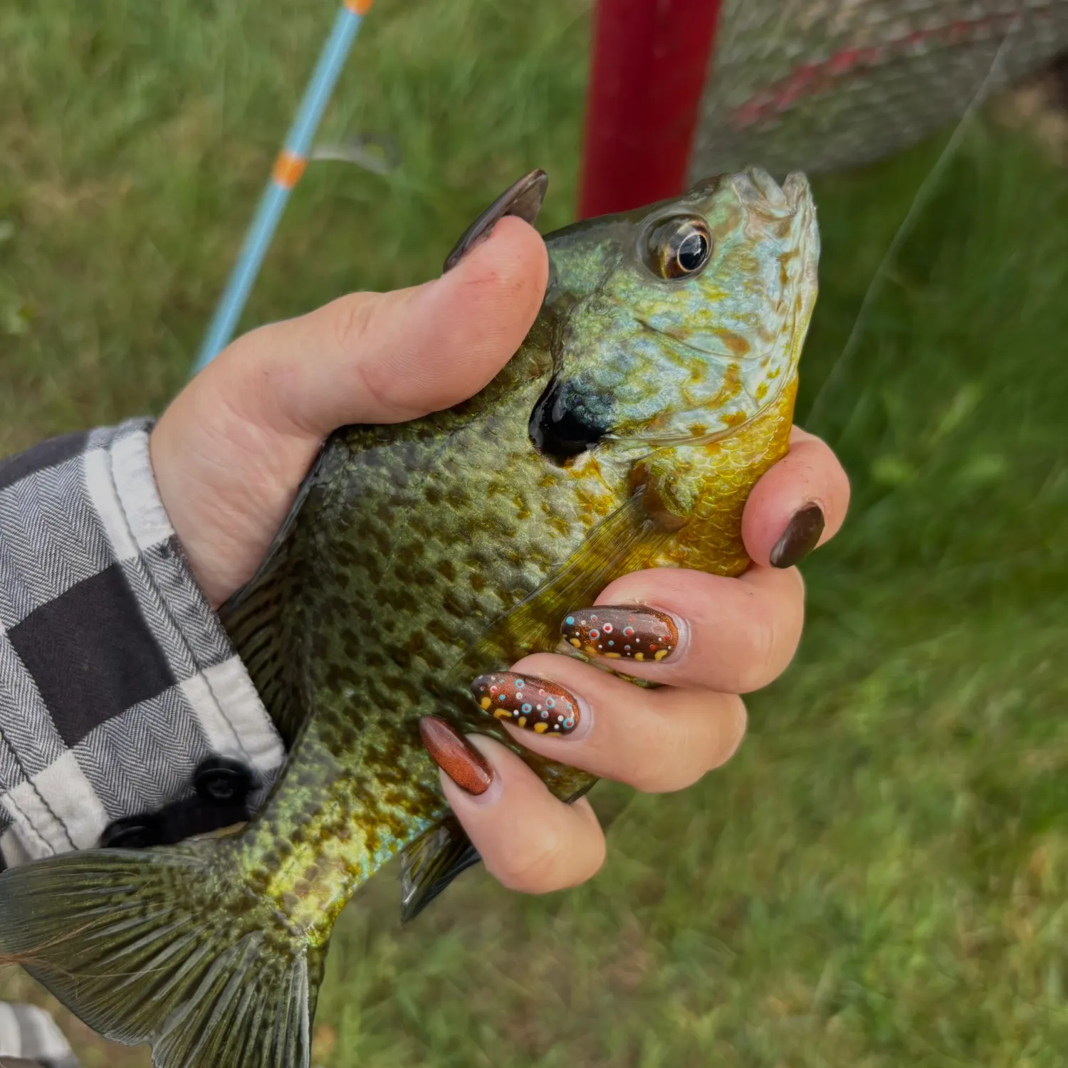 Bluegill caught on Fishbrain