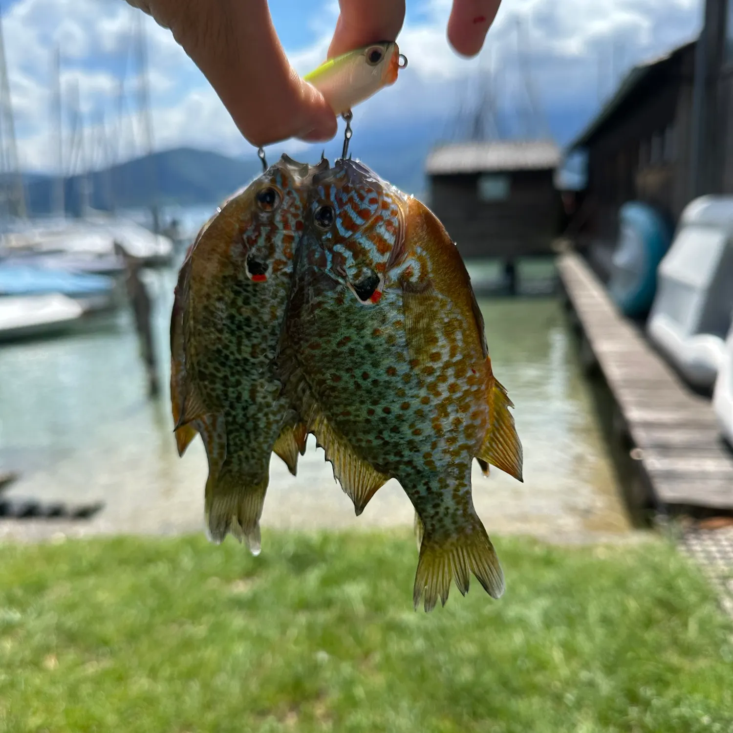 Pumpkinseed caught on Fishbrain