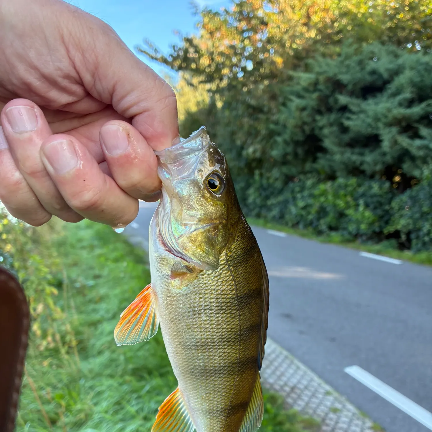 European perch caught on Fishbrain