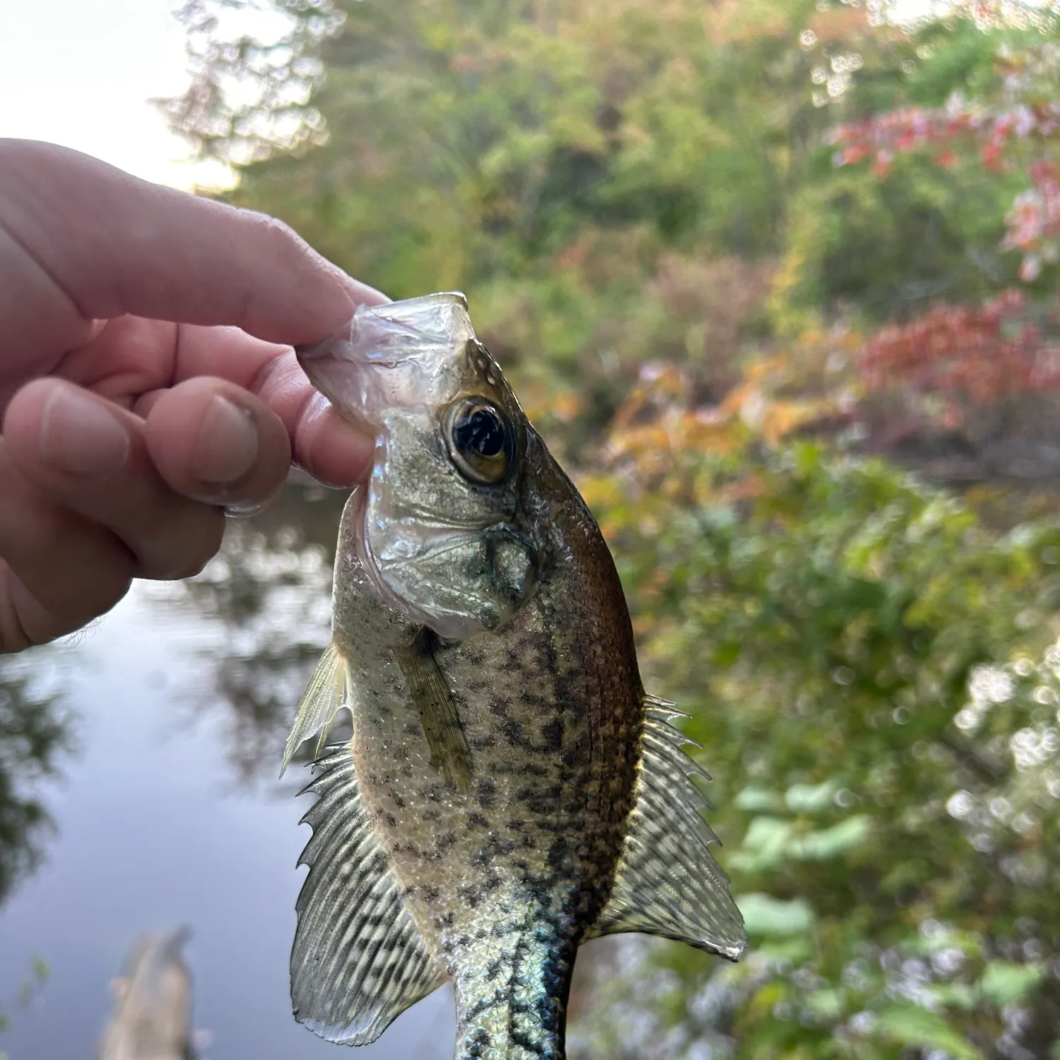 Black crappie caught on Fishbrain