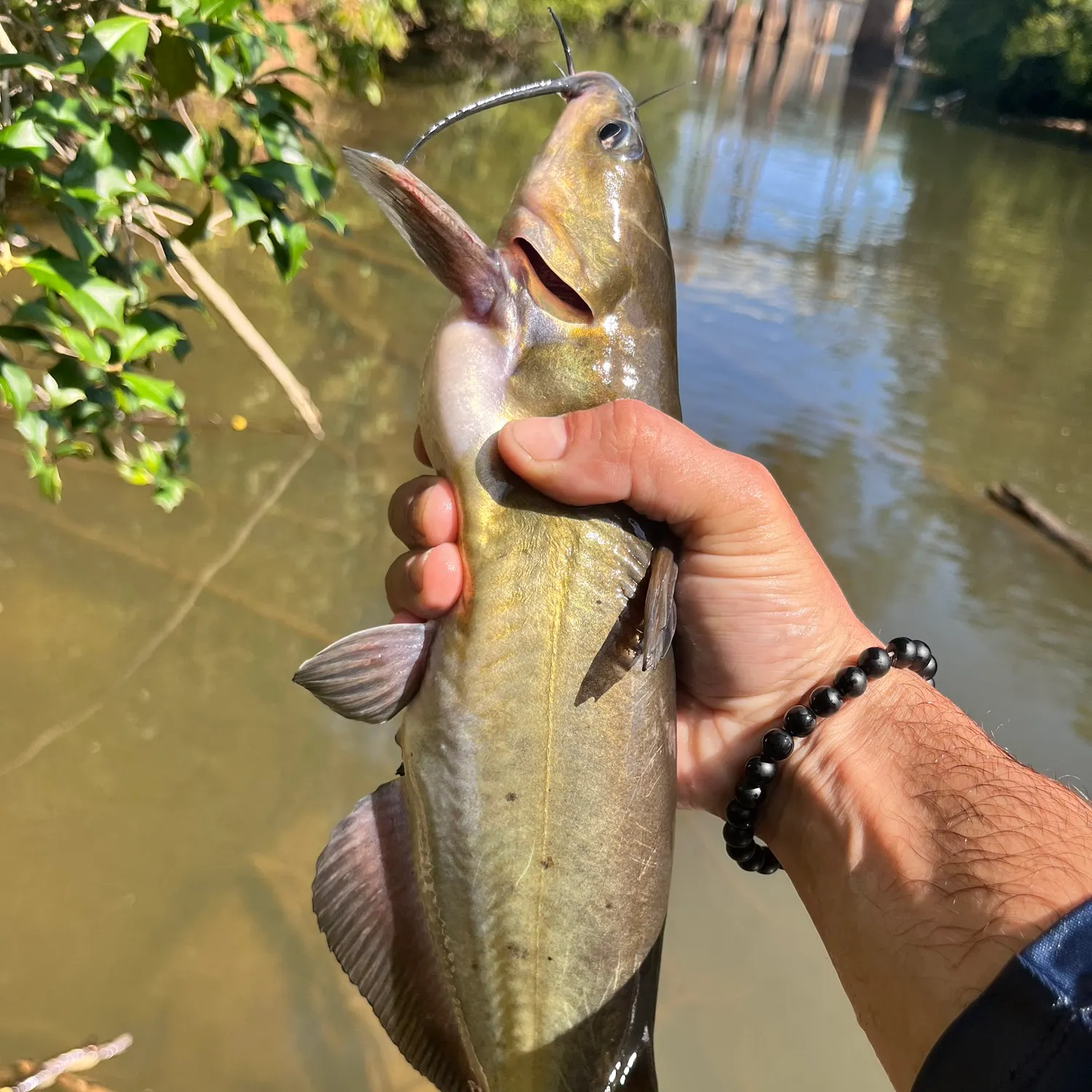 Channel catfish caught on Fishbrain