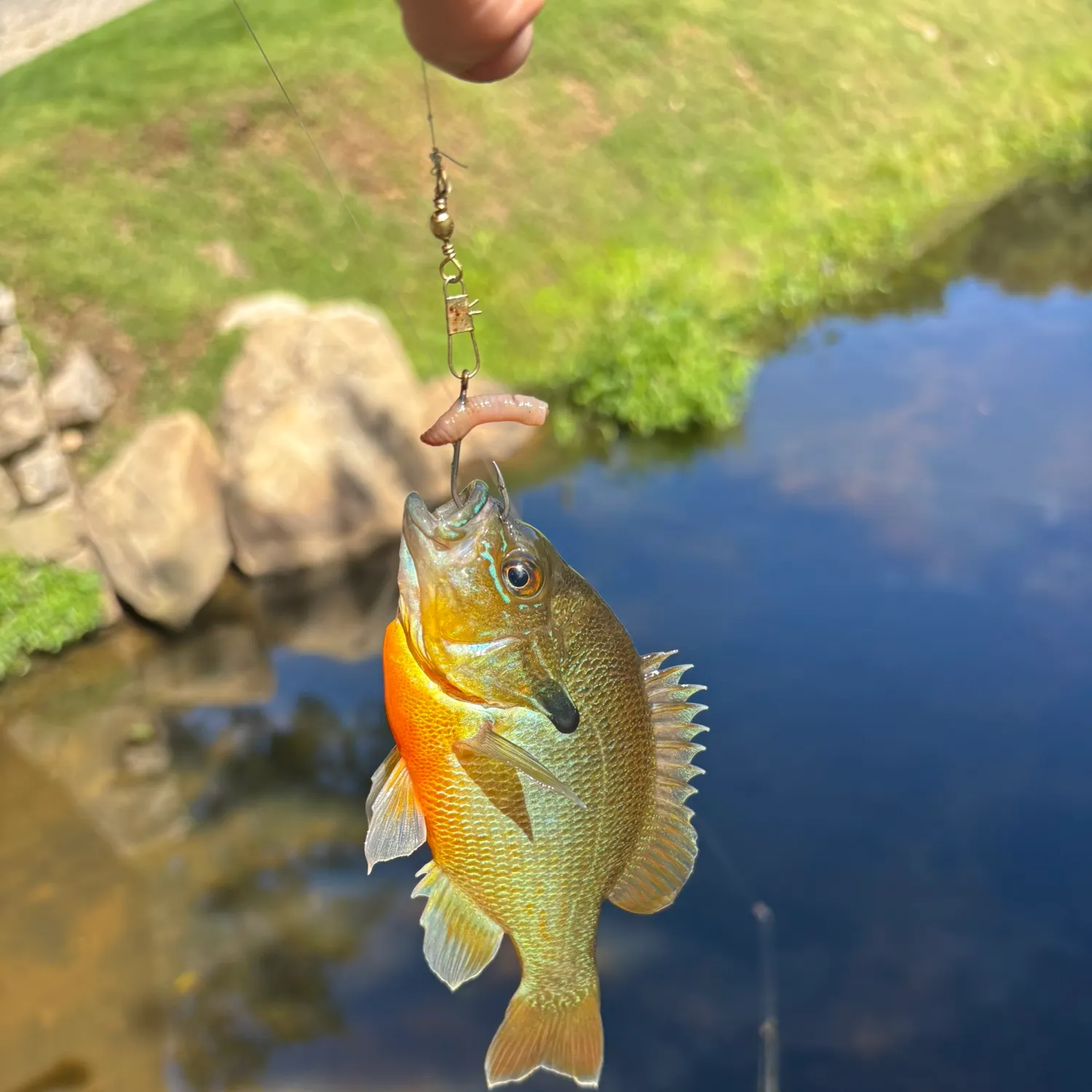 Redbreast sunfish caught on Fishbrain
