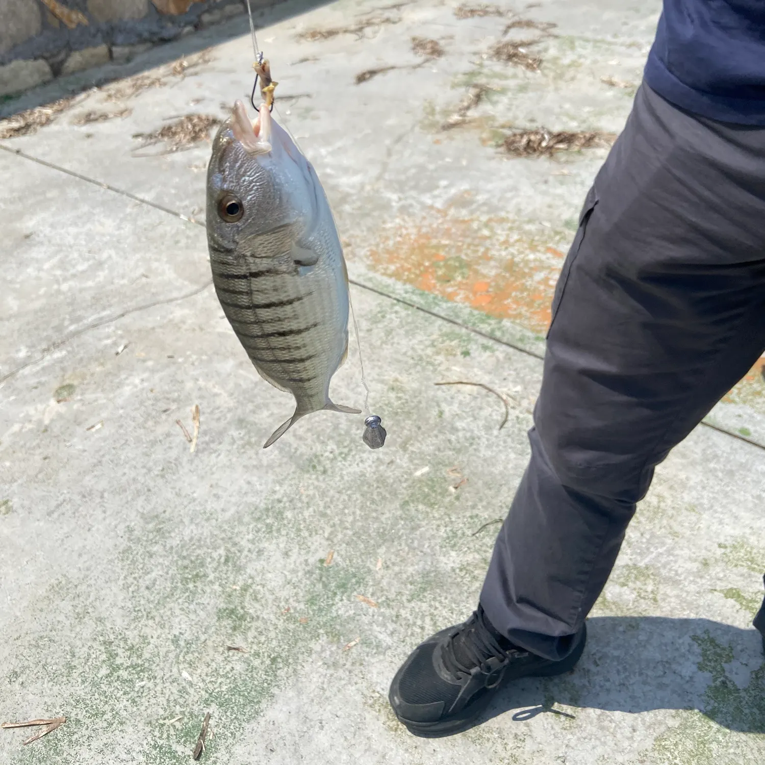 The most recent Striped seabream catches on Fishbrain