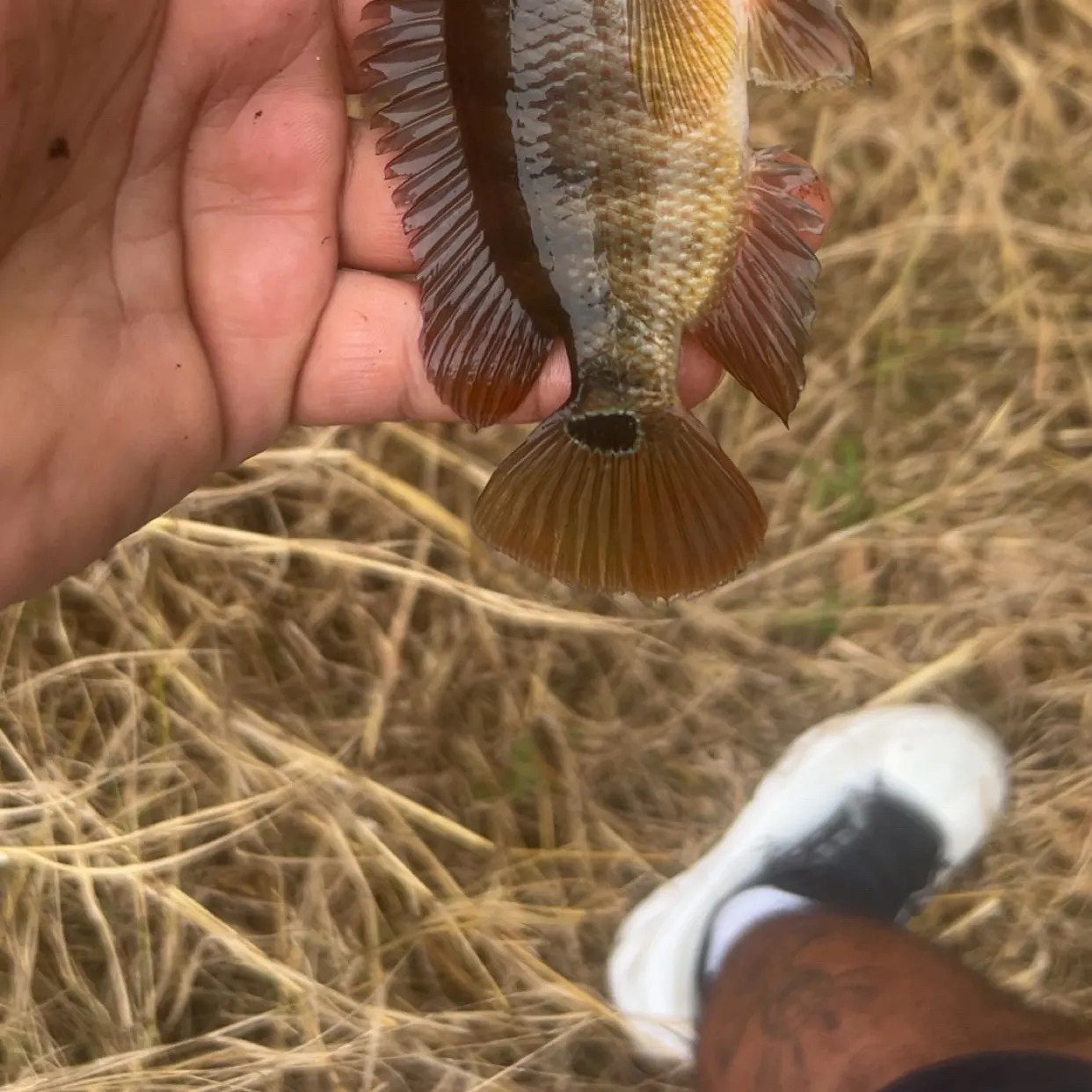 Mayan cichlid caught on Fishbrain