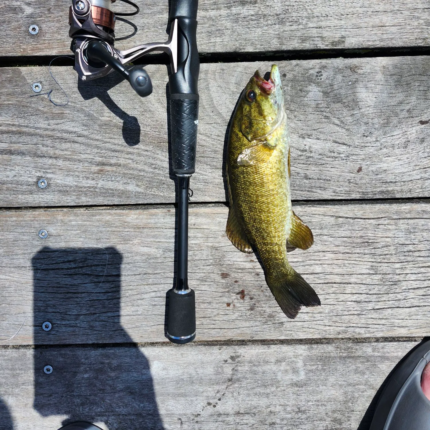 The most recent Smallmouth bass catches on Fishbrain