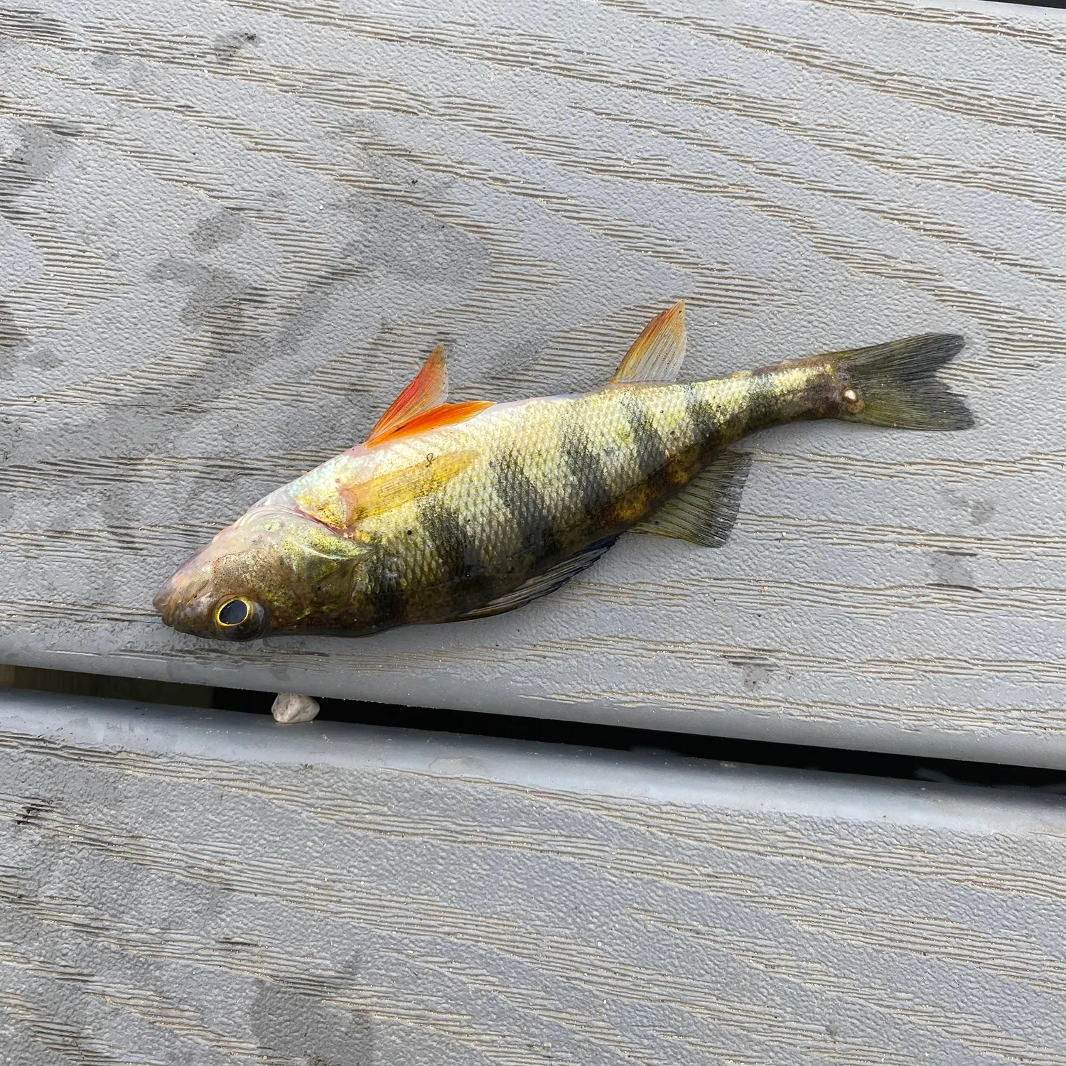 Fish caught on Fishbrain